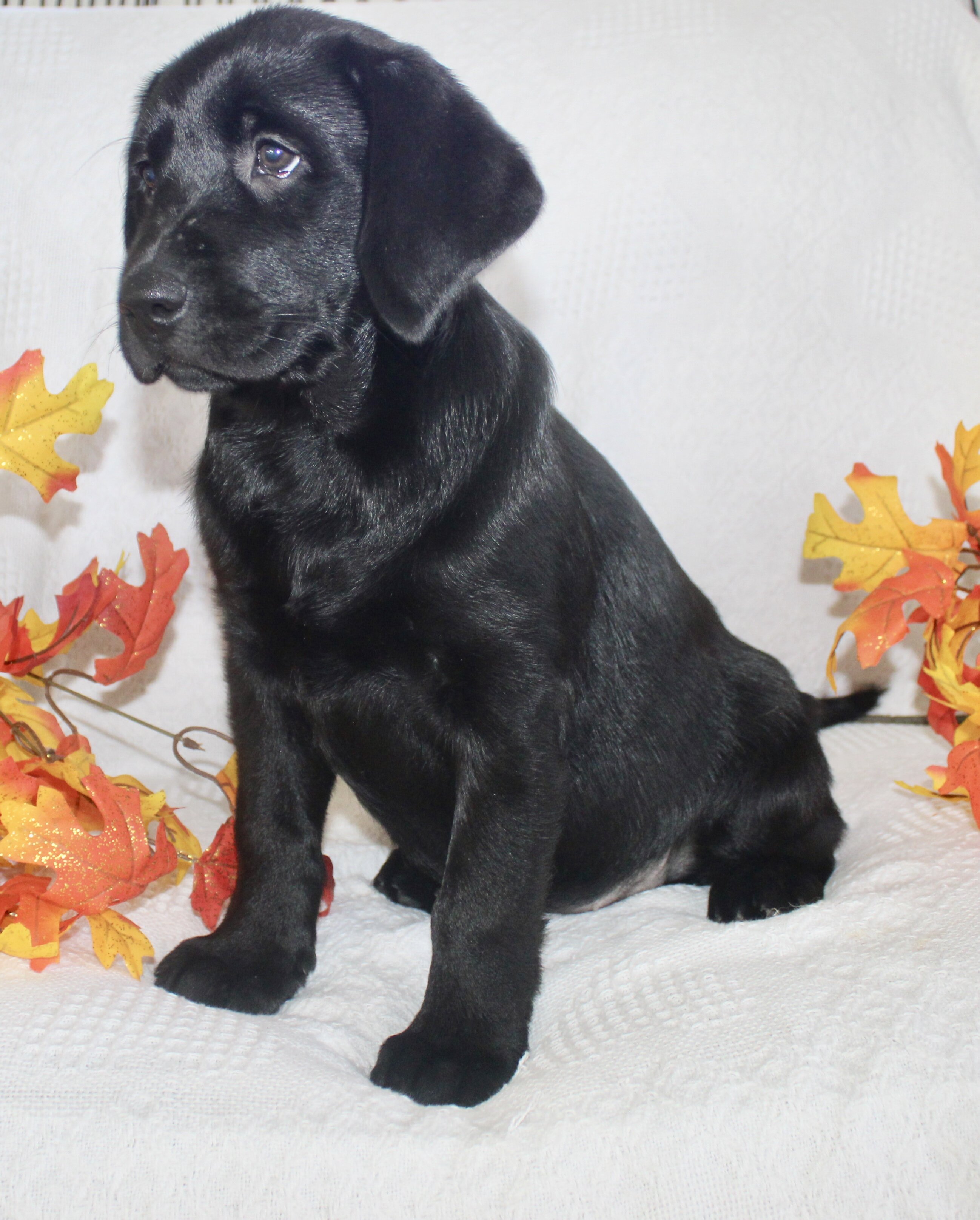 Sydney Female AKC Labrador Retriever image 3