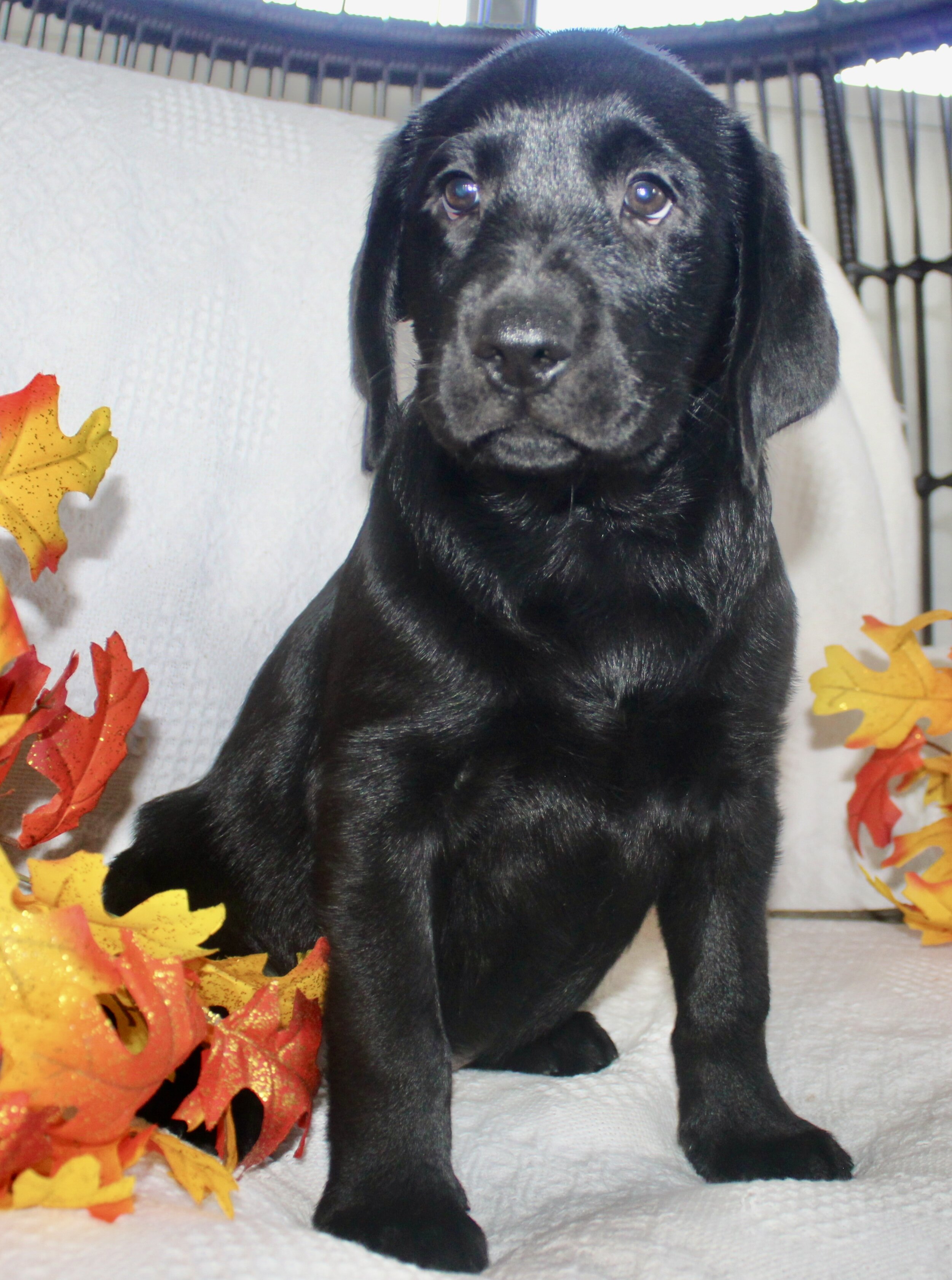 Sydney Female AKC Labrador Retriever image 5