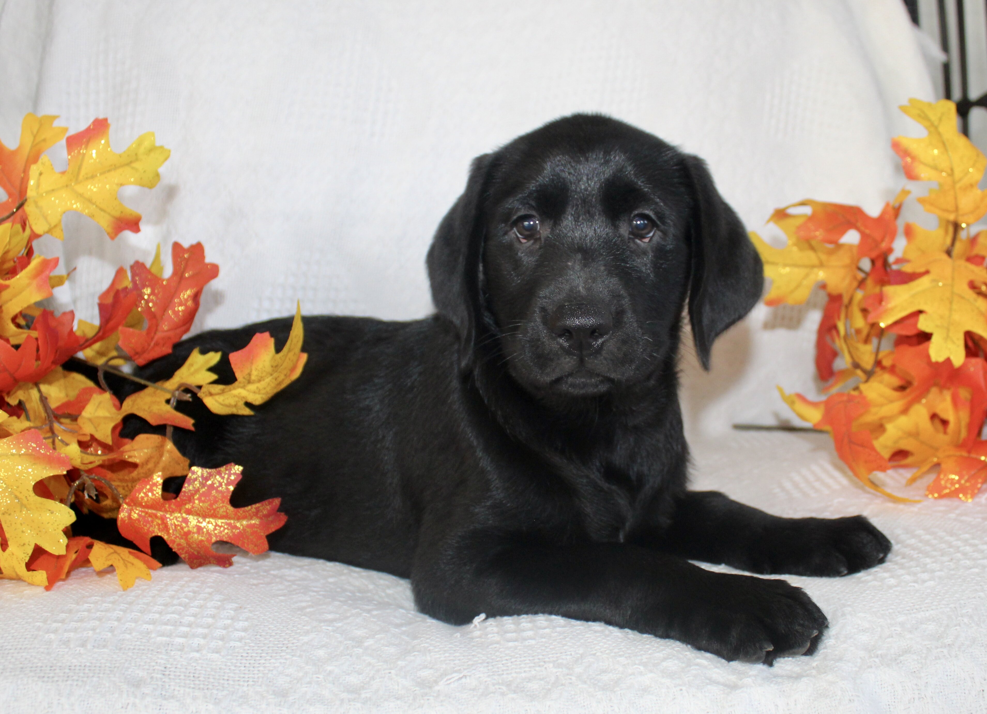 Sydney Female AKC Labrador Retriever image 6