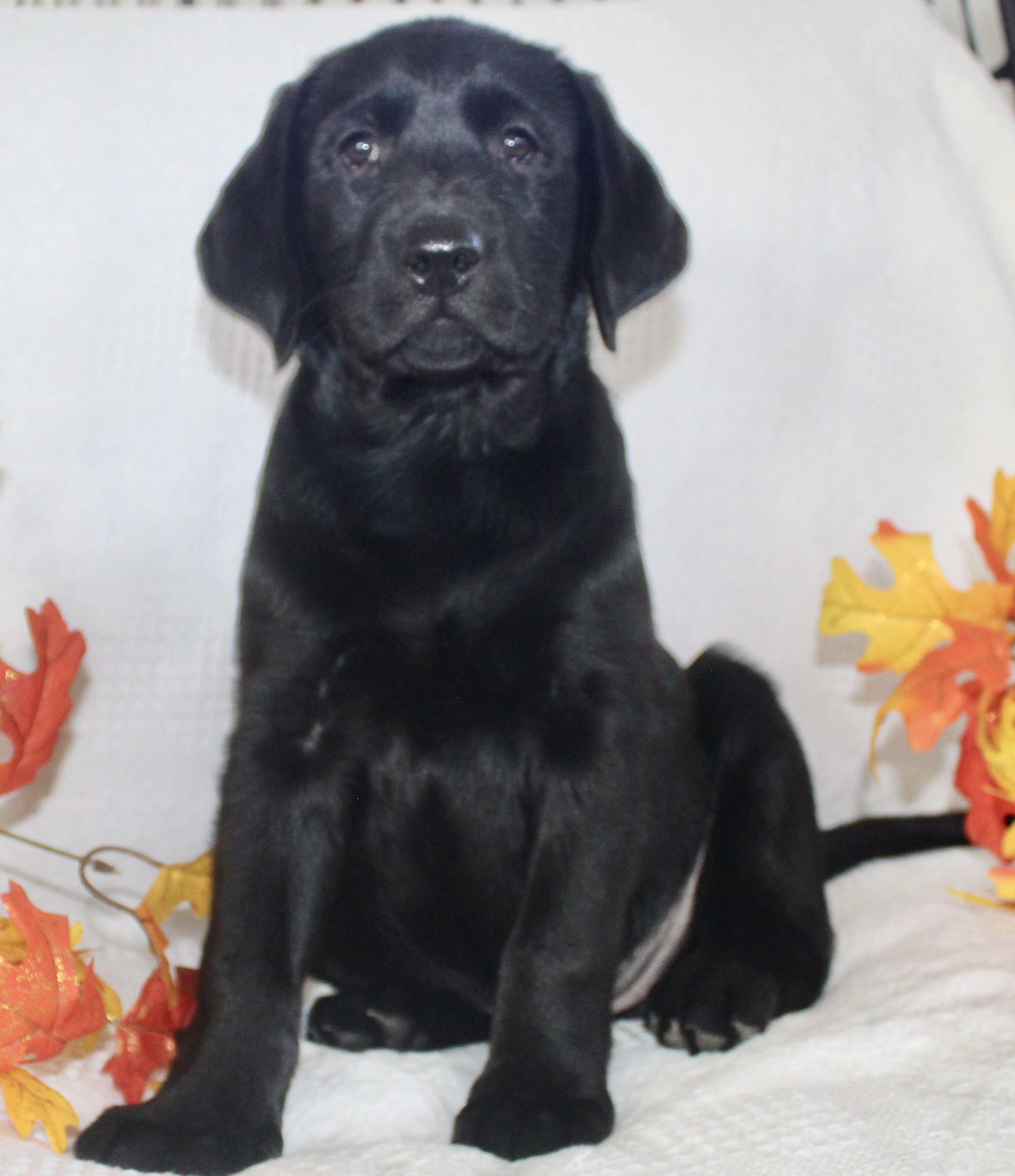 Sydney Female AKC Labrador Retriever image 2