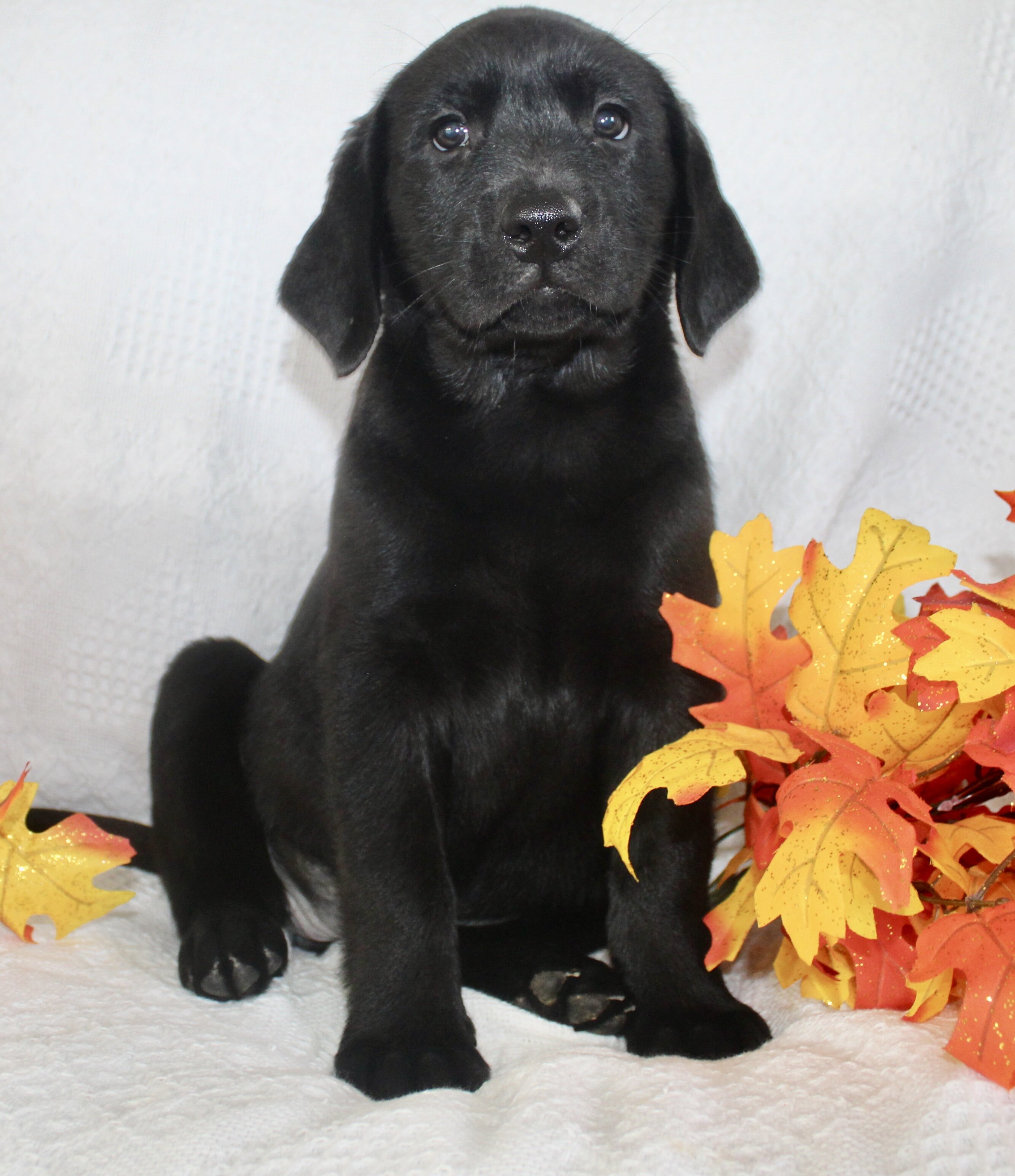 Sparkle Female AKC Labrador Retriever image 6