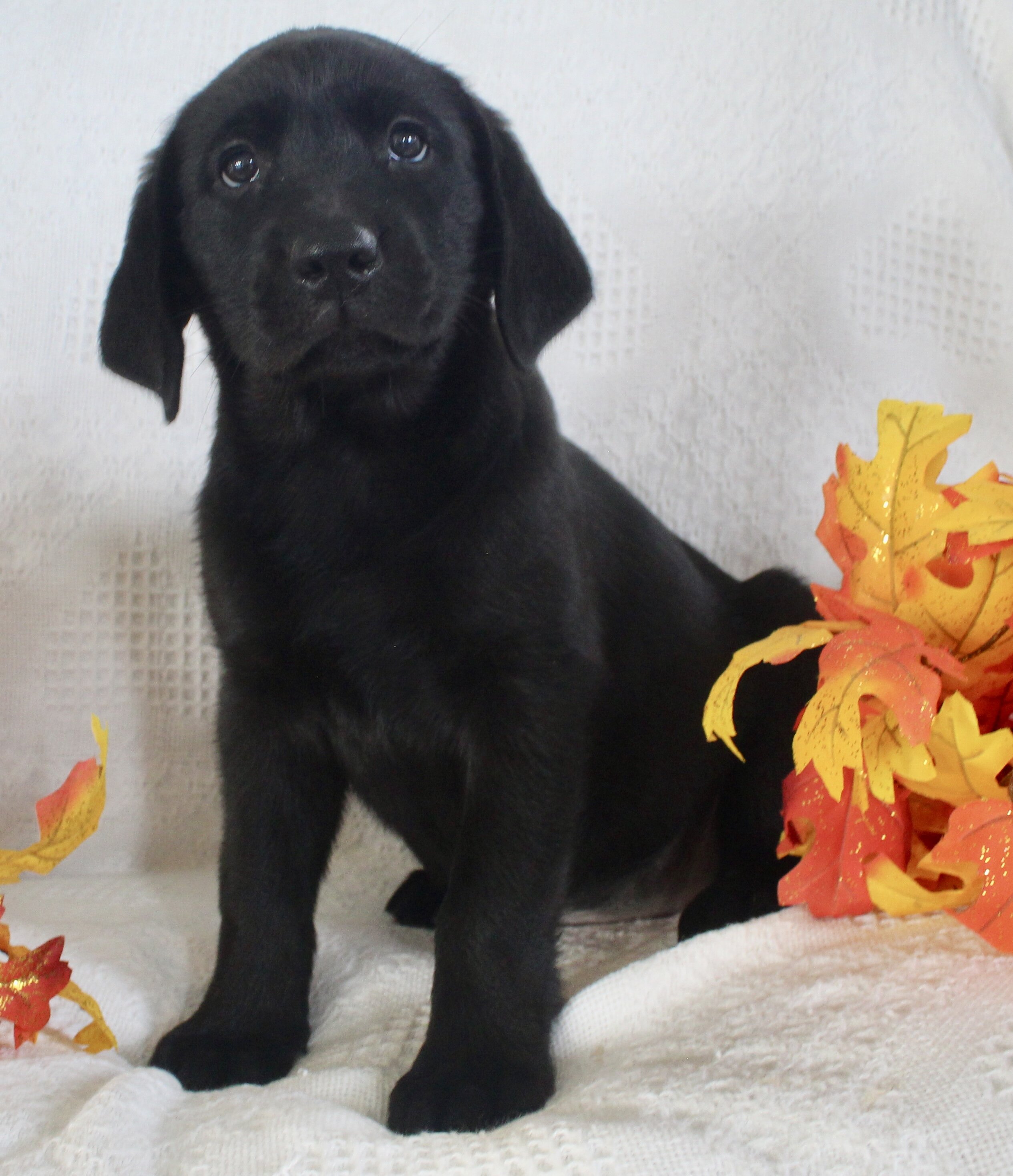 Sparkle Female AKC Labrador Retriever image 4