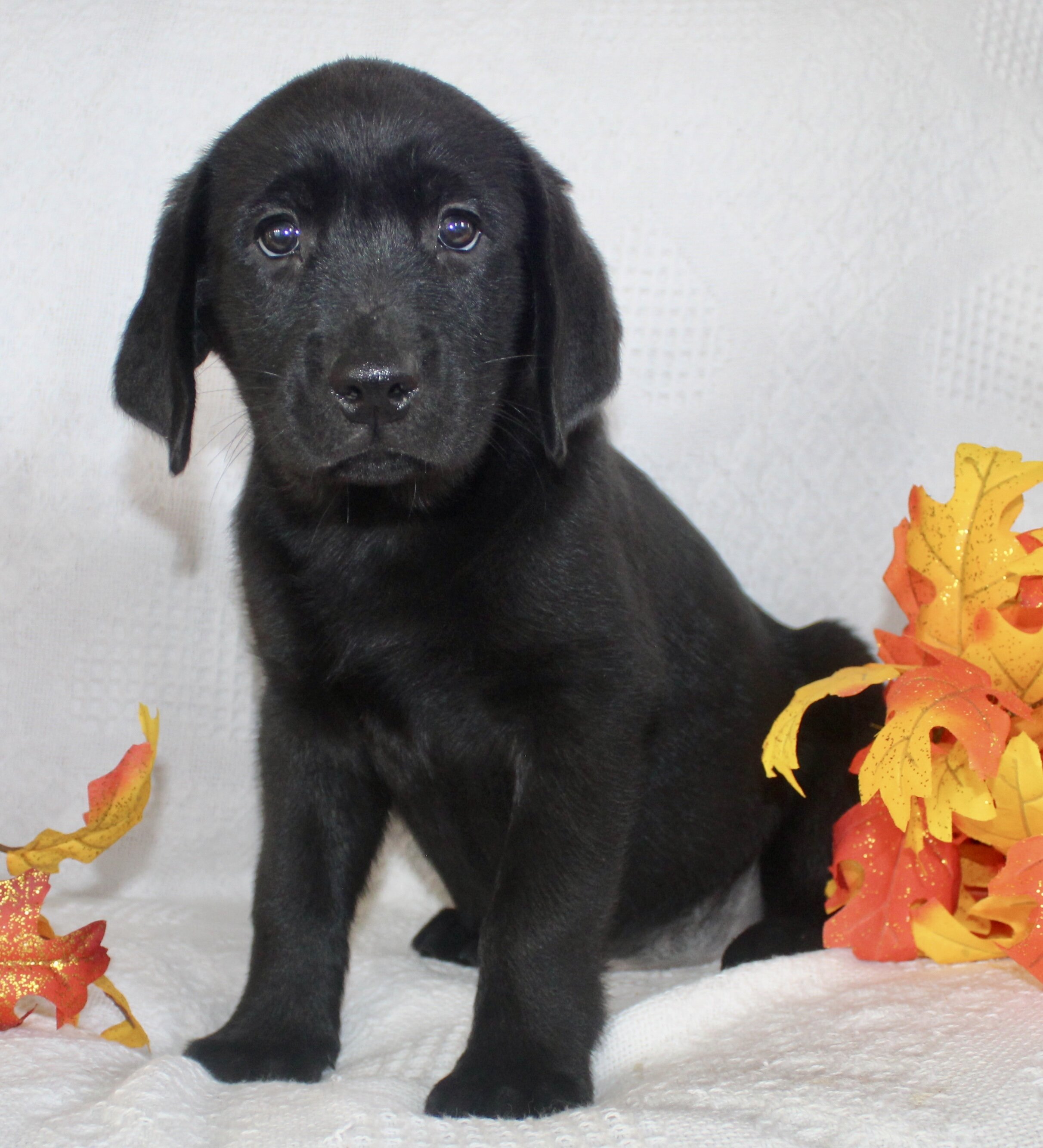 Sparkle Female AKC Labrador Retriever image 5