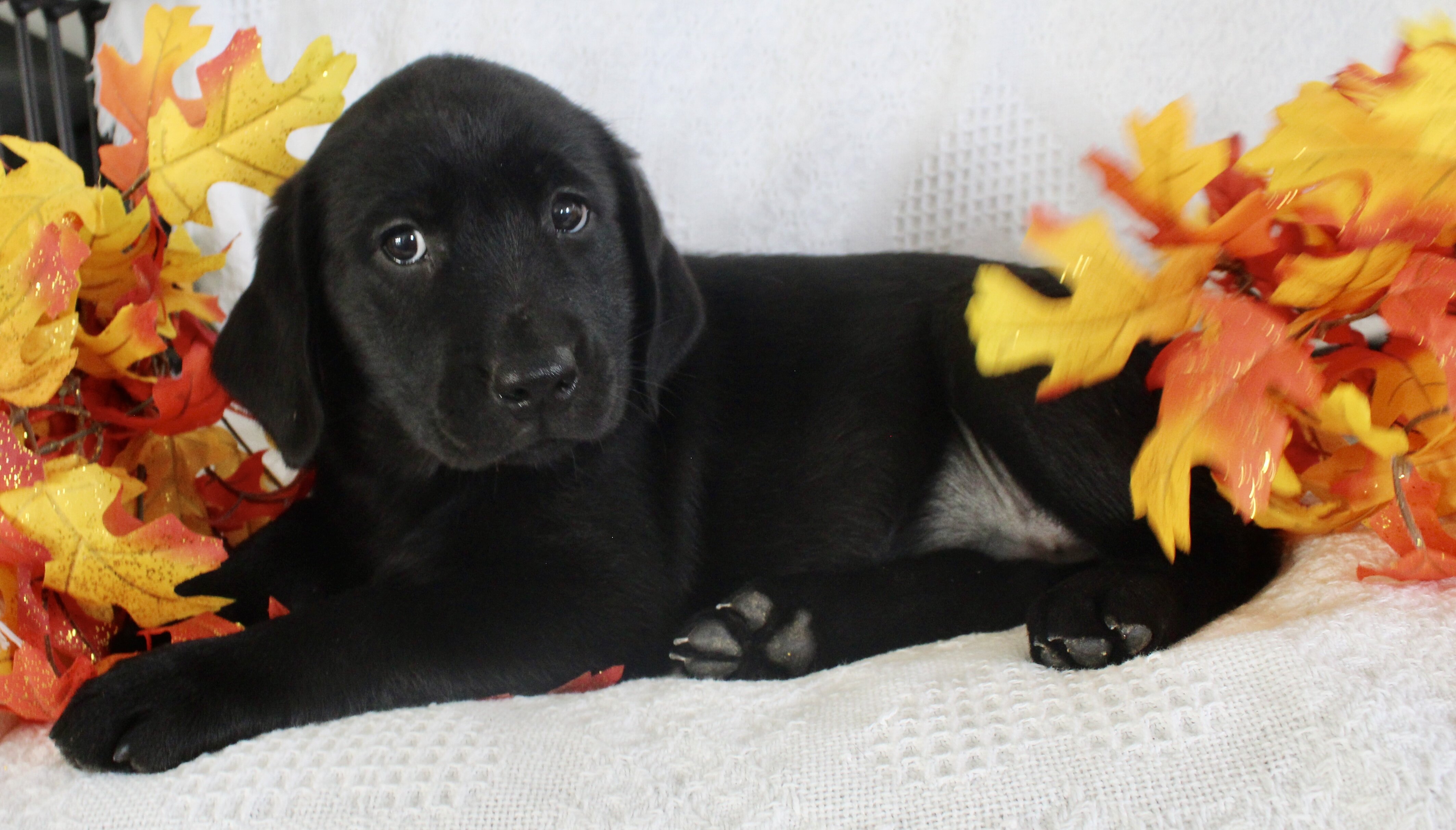Sparkle Female AKC Labrador Retriever image 2