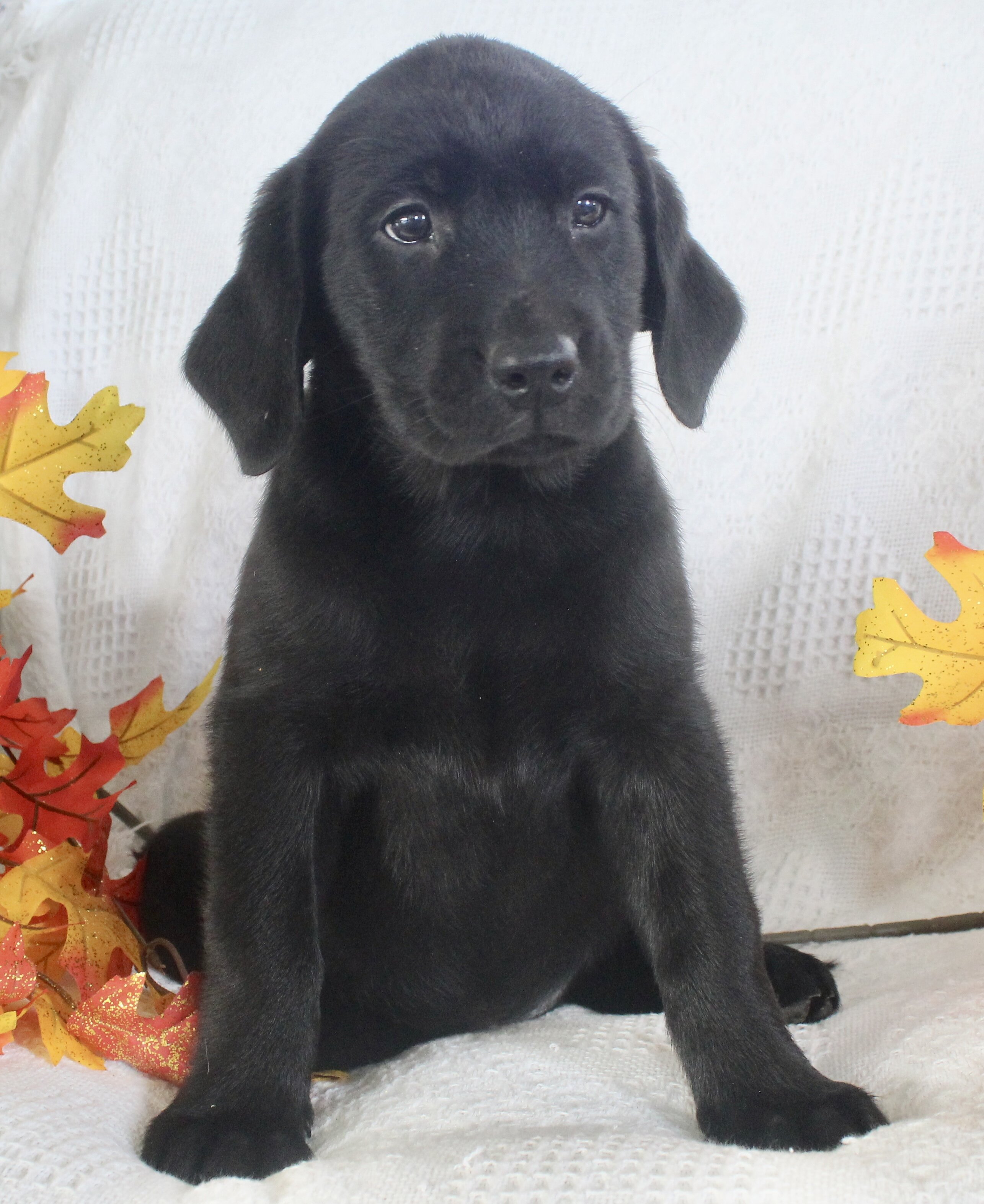 Sparkle Female AKC Labrador Retriever image 3