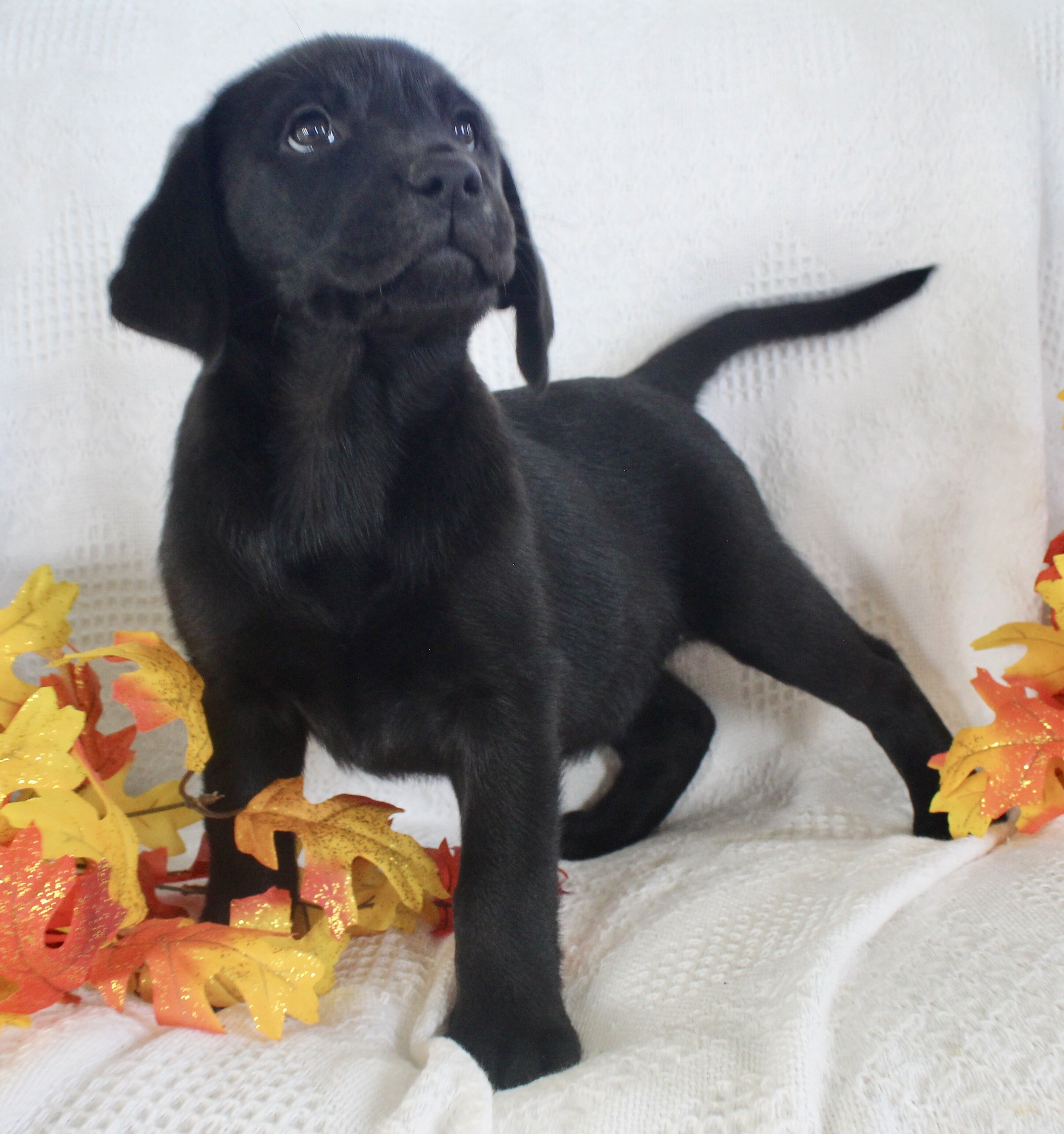 Starlight Female AKC Labrador Retriever image 4