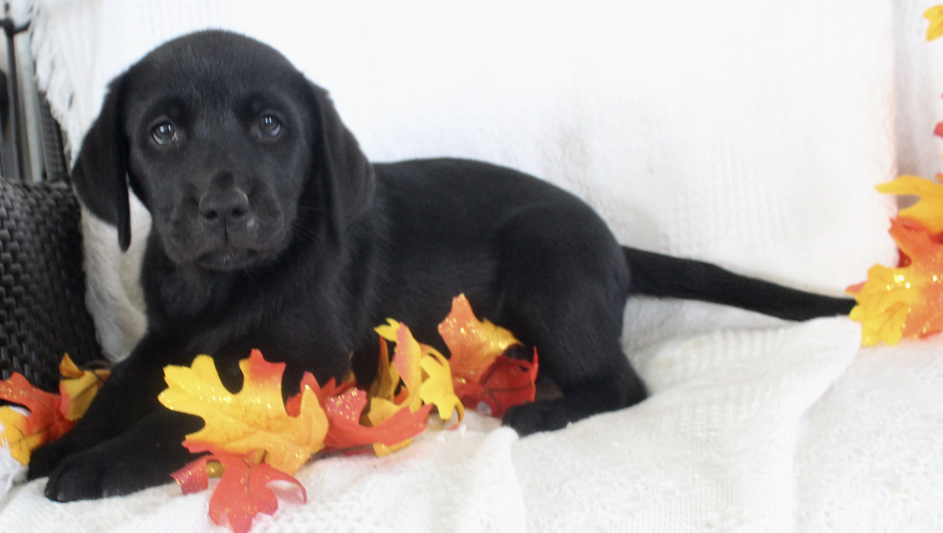 Starlight Female AKC Labrador Retriever image 3