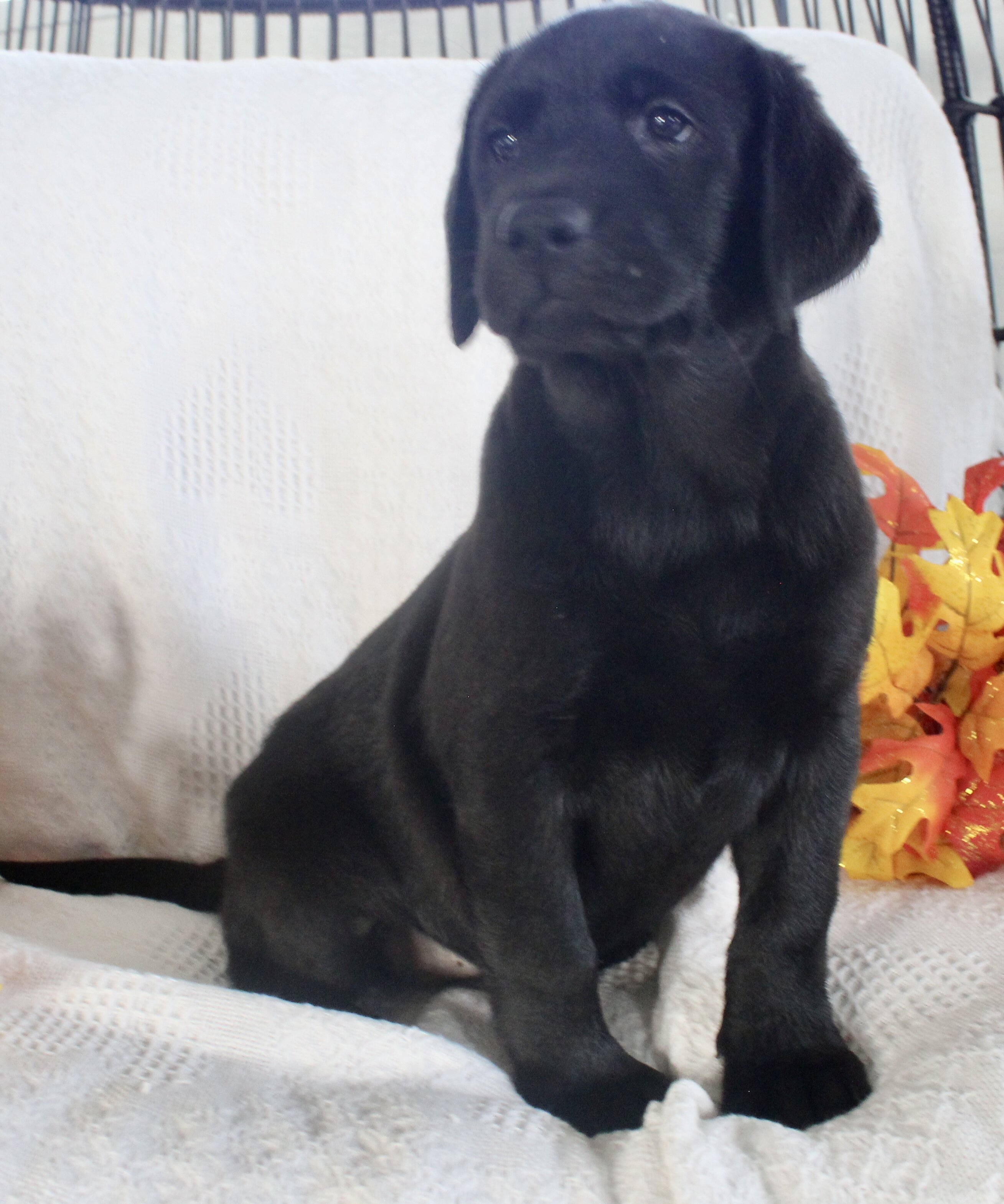 Starlight Female AKC Labrador Retriever image 2