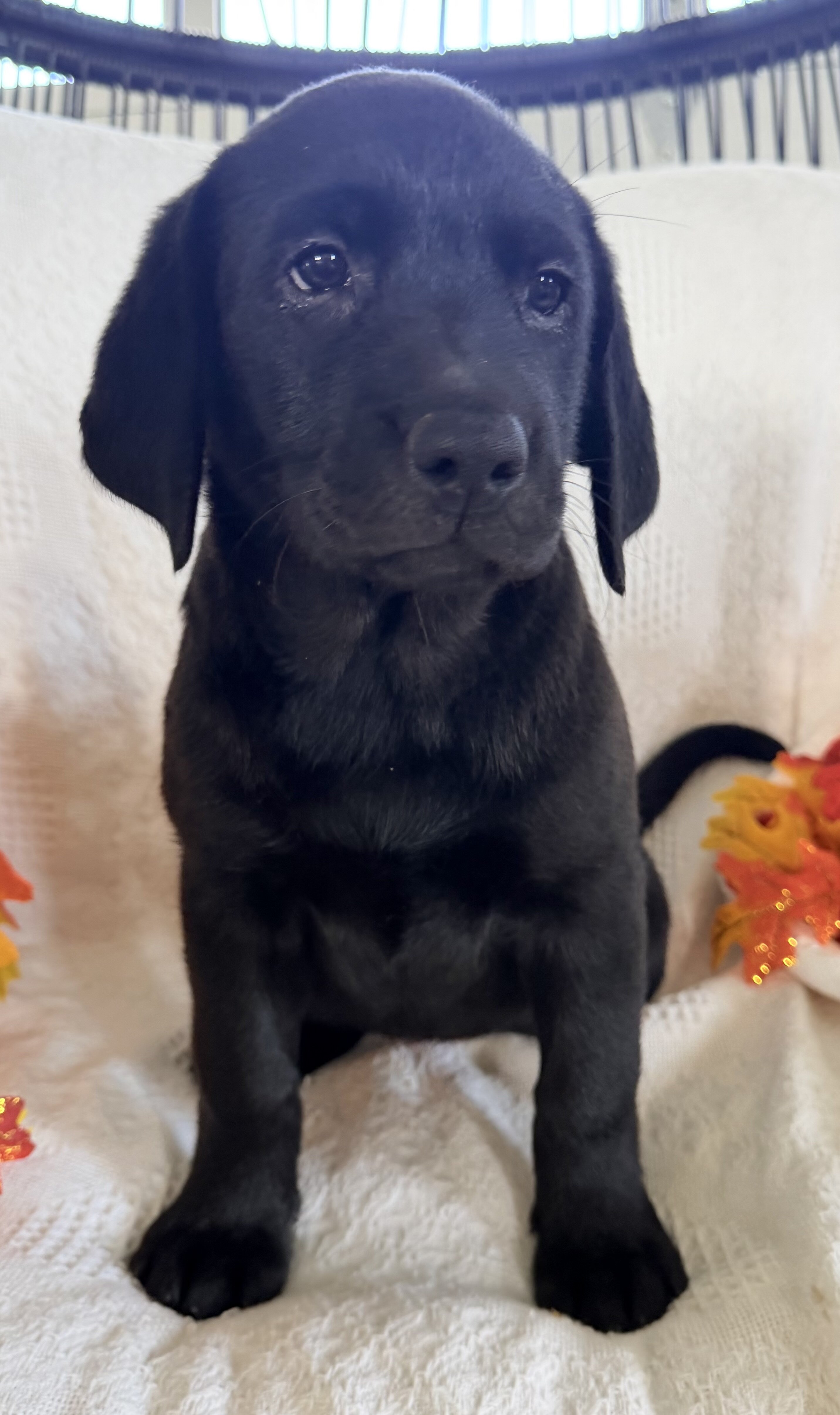 Stella Female AKC Labrador Retriever image 7