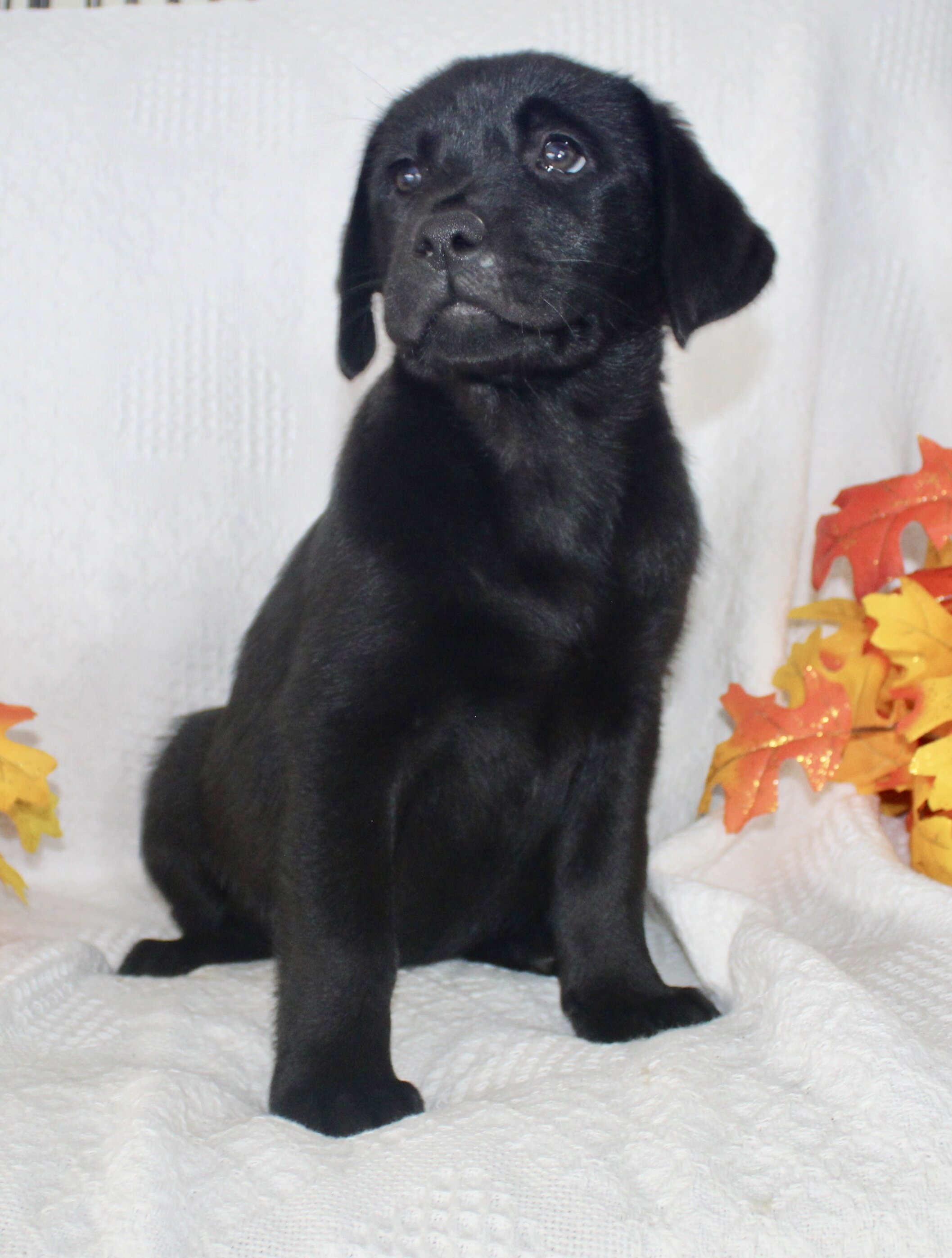 Stella Female AKC Labrador Retriever image 5