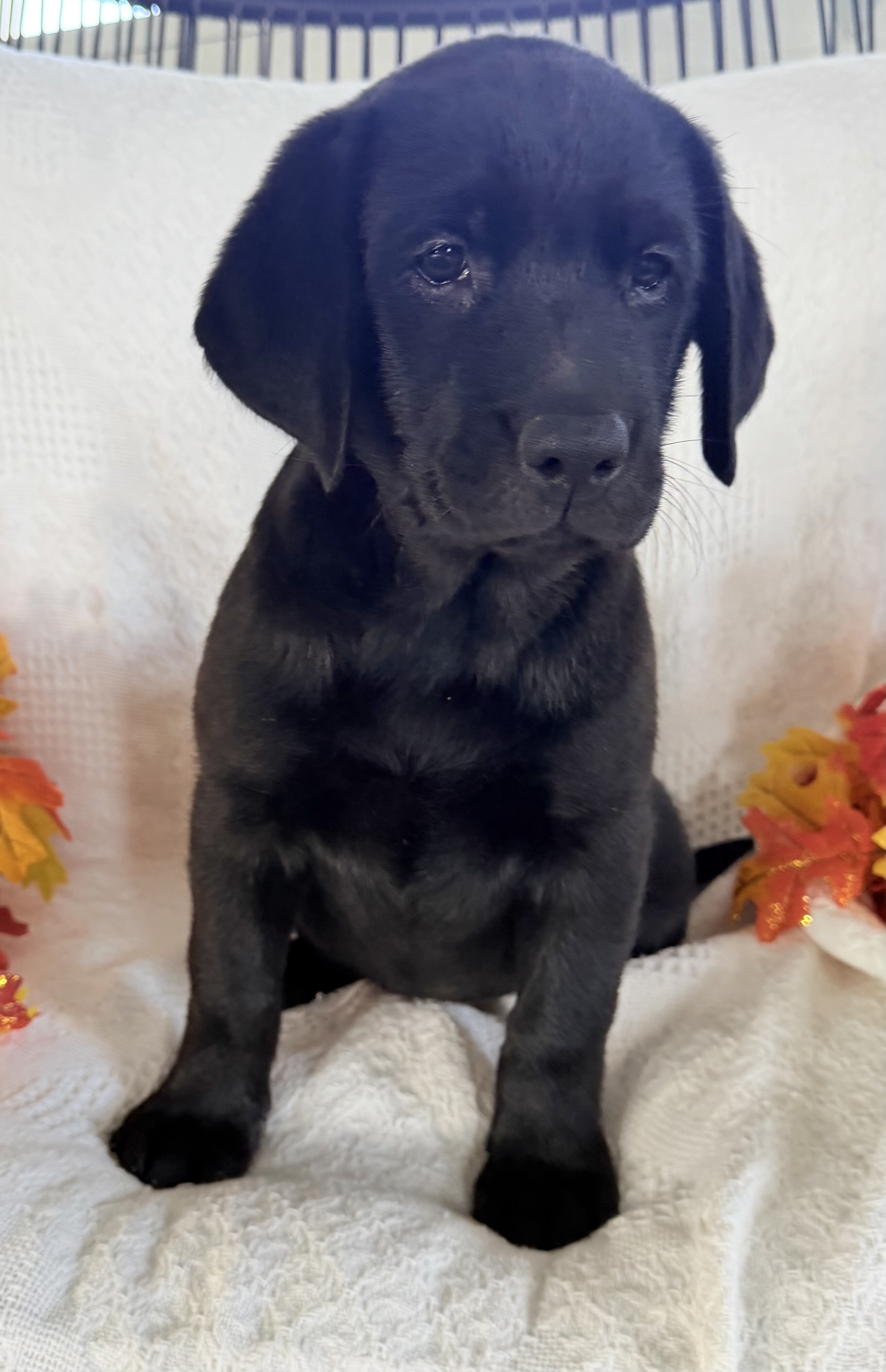 Stella Female AKC Labrador Retriever image 6
