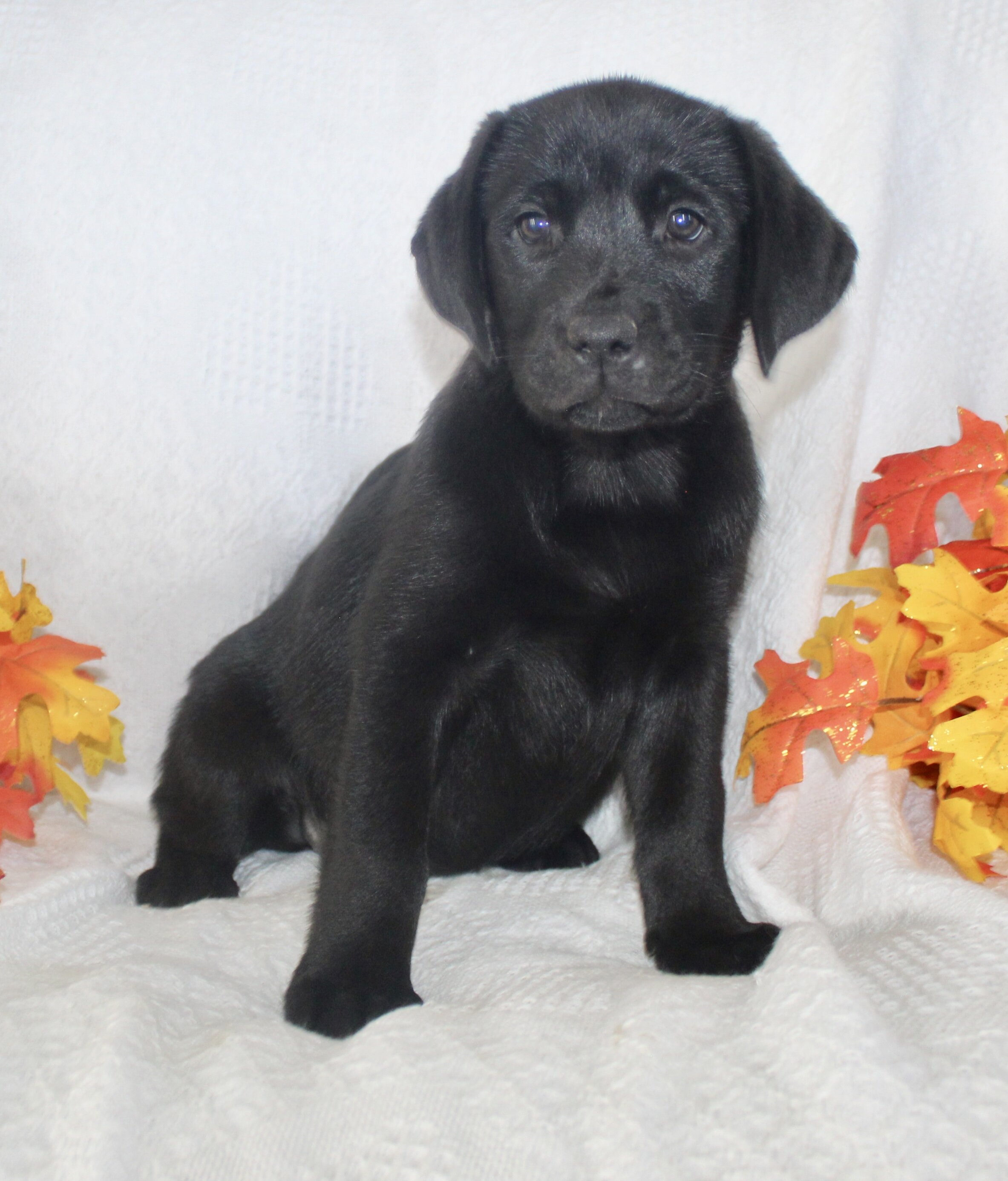 Stella Female AKC Labrador Retriever image 3
