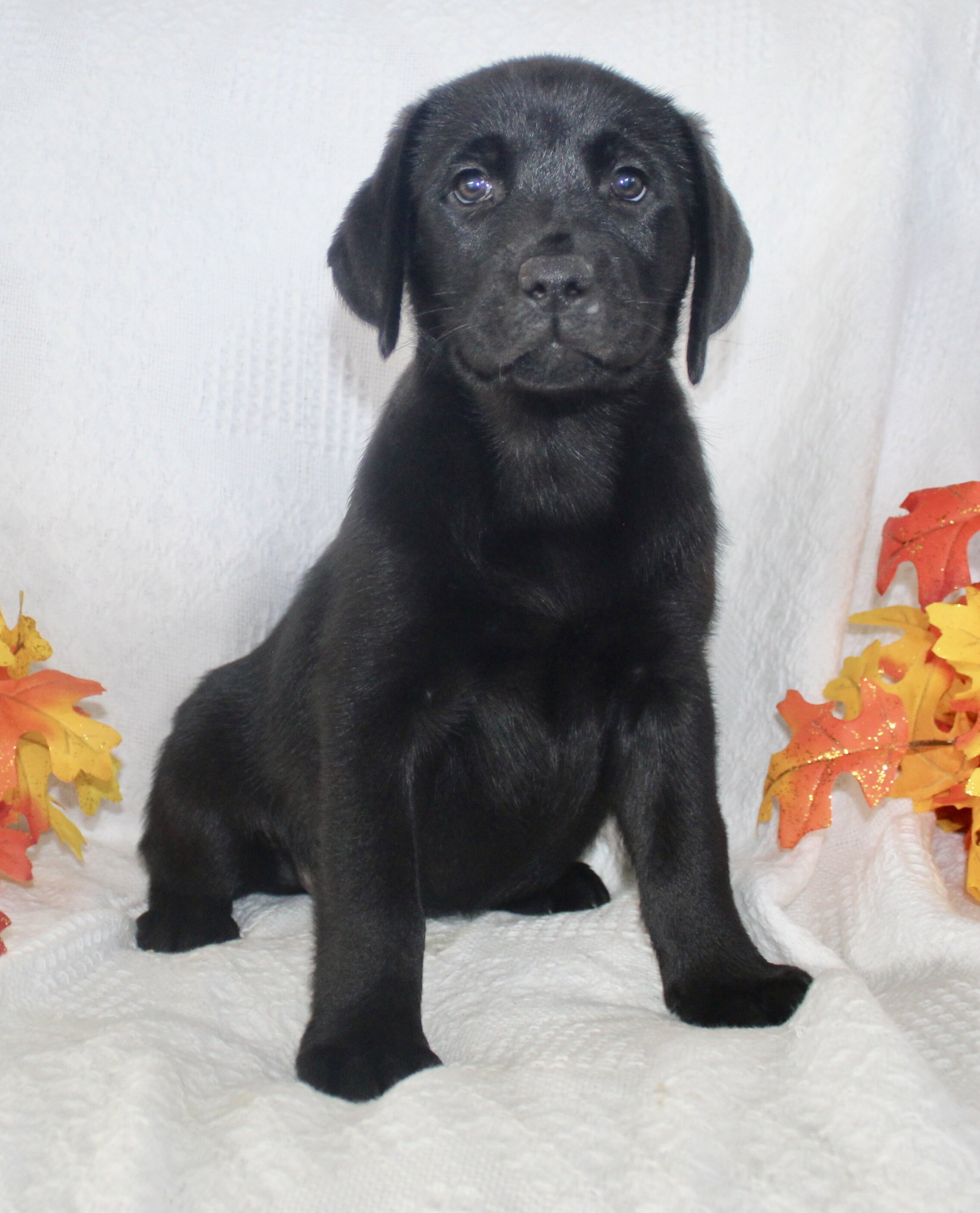 Stella Female AKC Labrador Retriever image 4