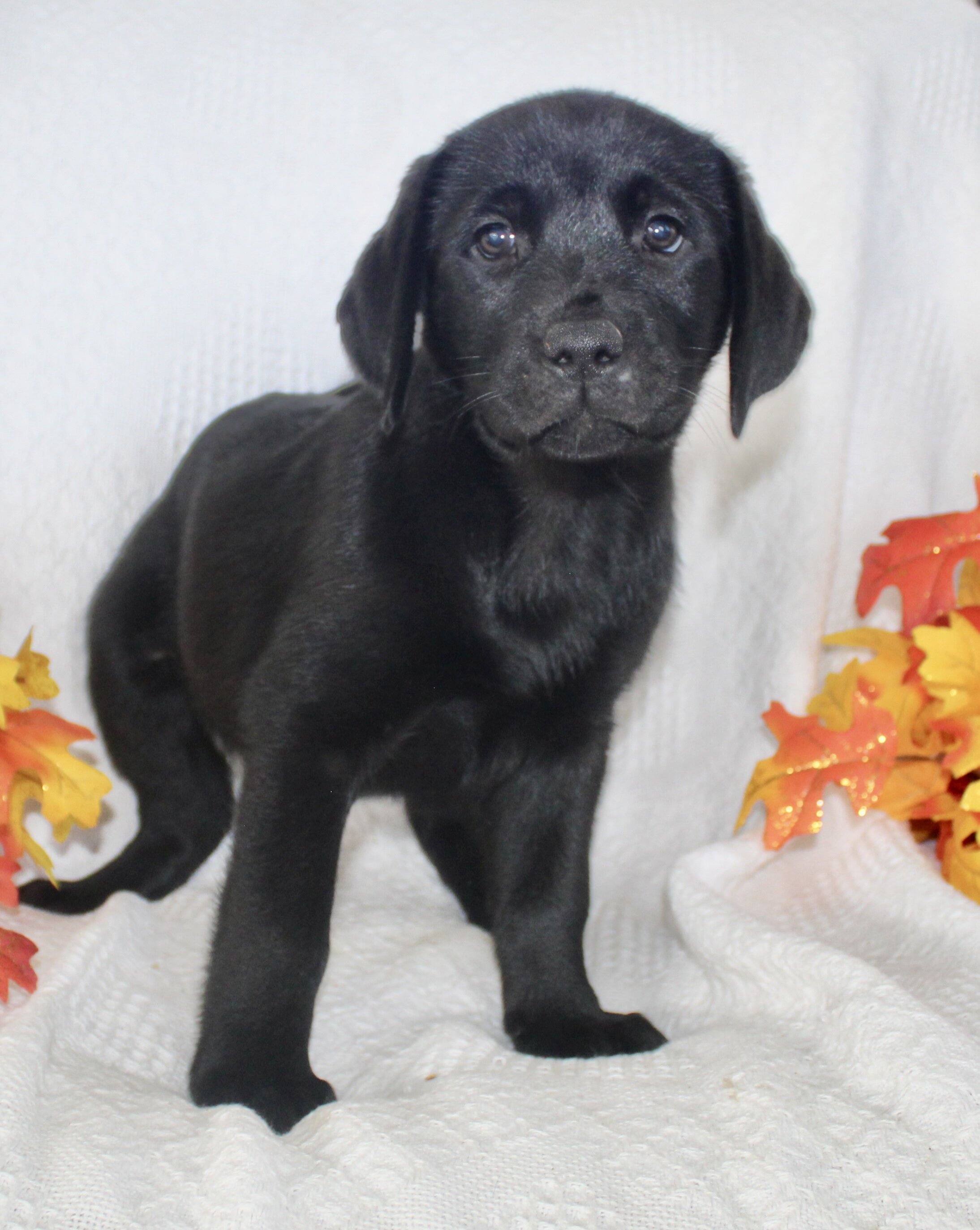 Stella Female AKC Labrador Retriever image 2