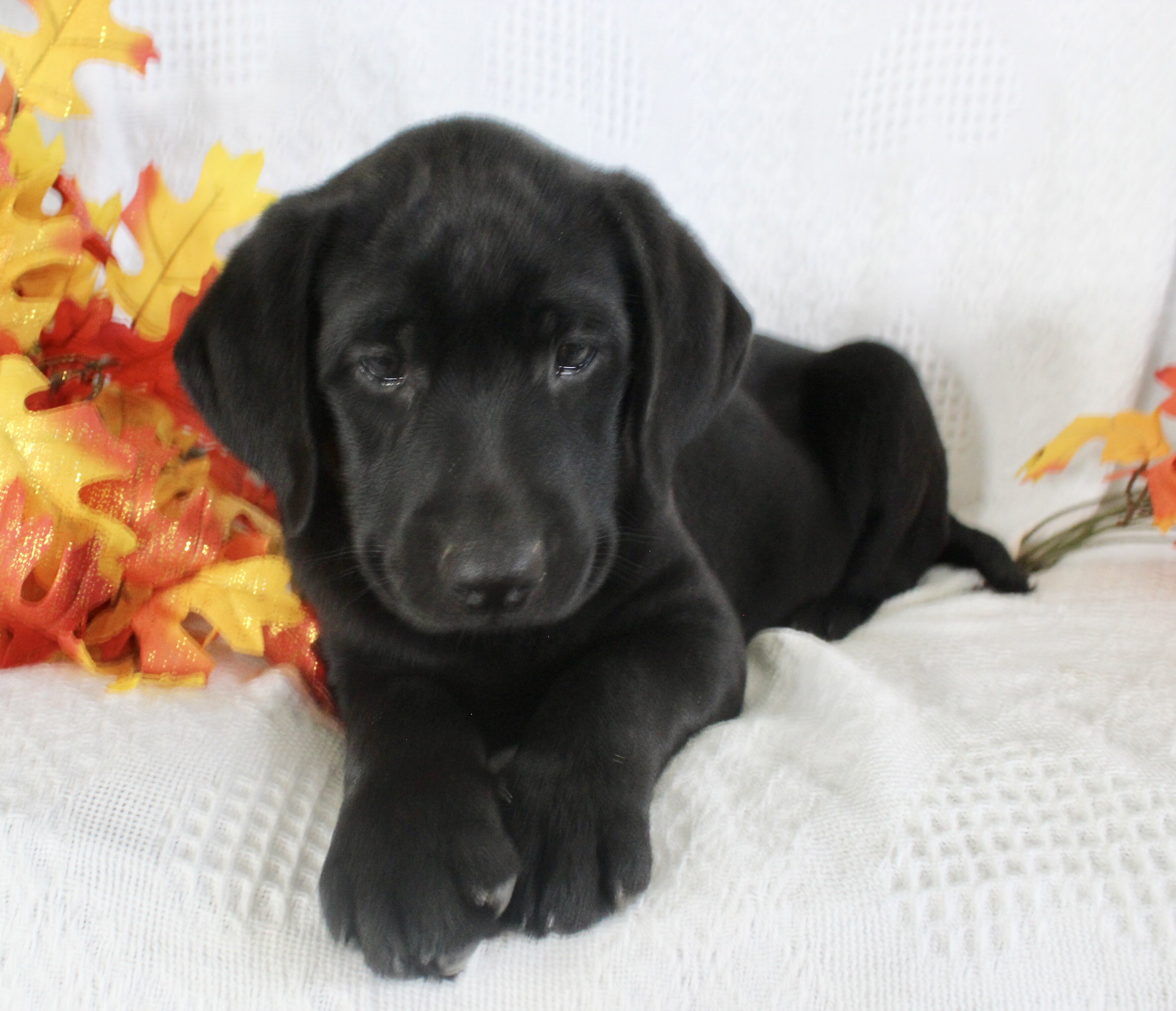 Sonya Female AKC Labrador Retriever image 6
