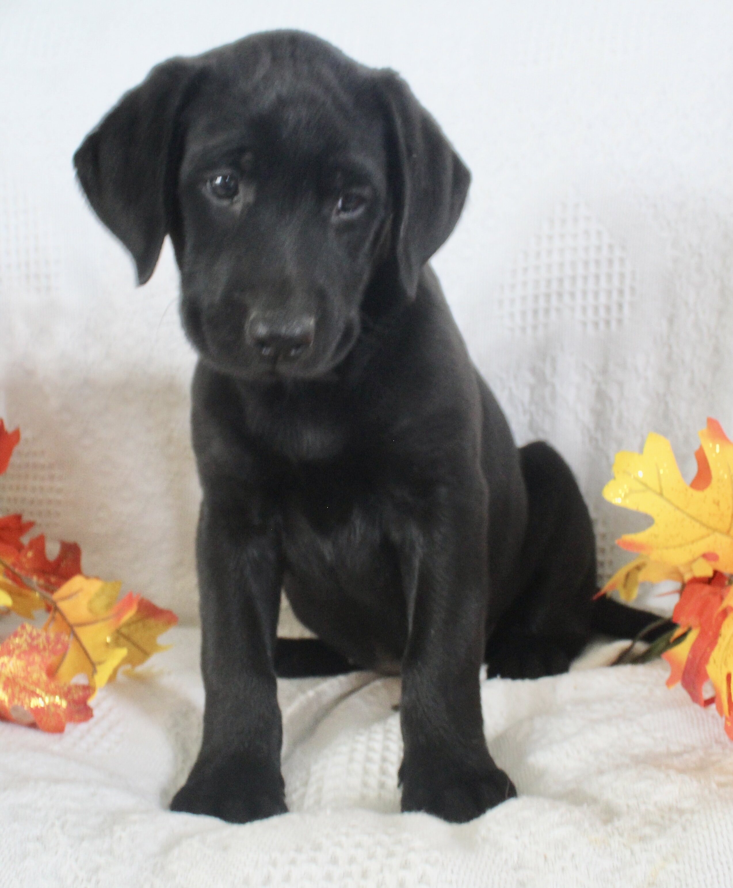 Sonya Female AKC Labrador Retriever image 4