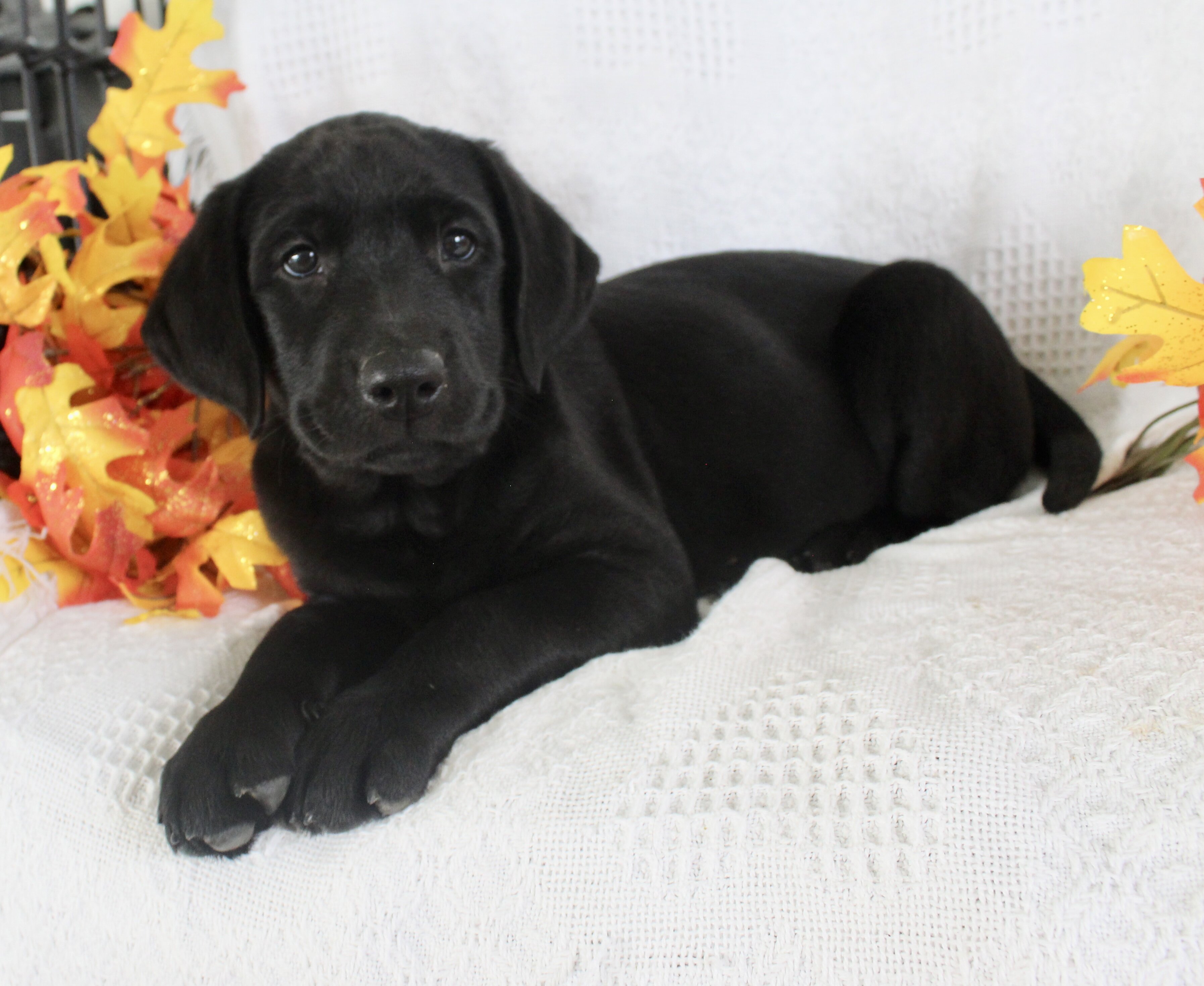 Sonya Female AKC Labrador Retriever image 5