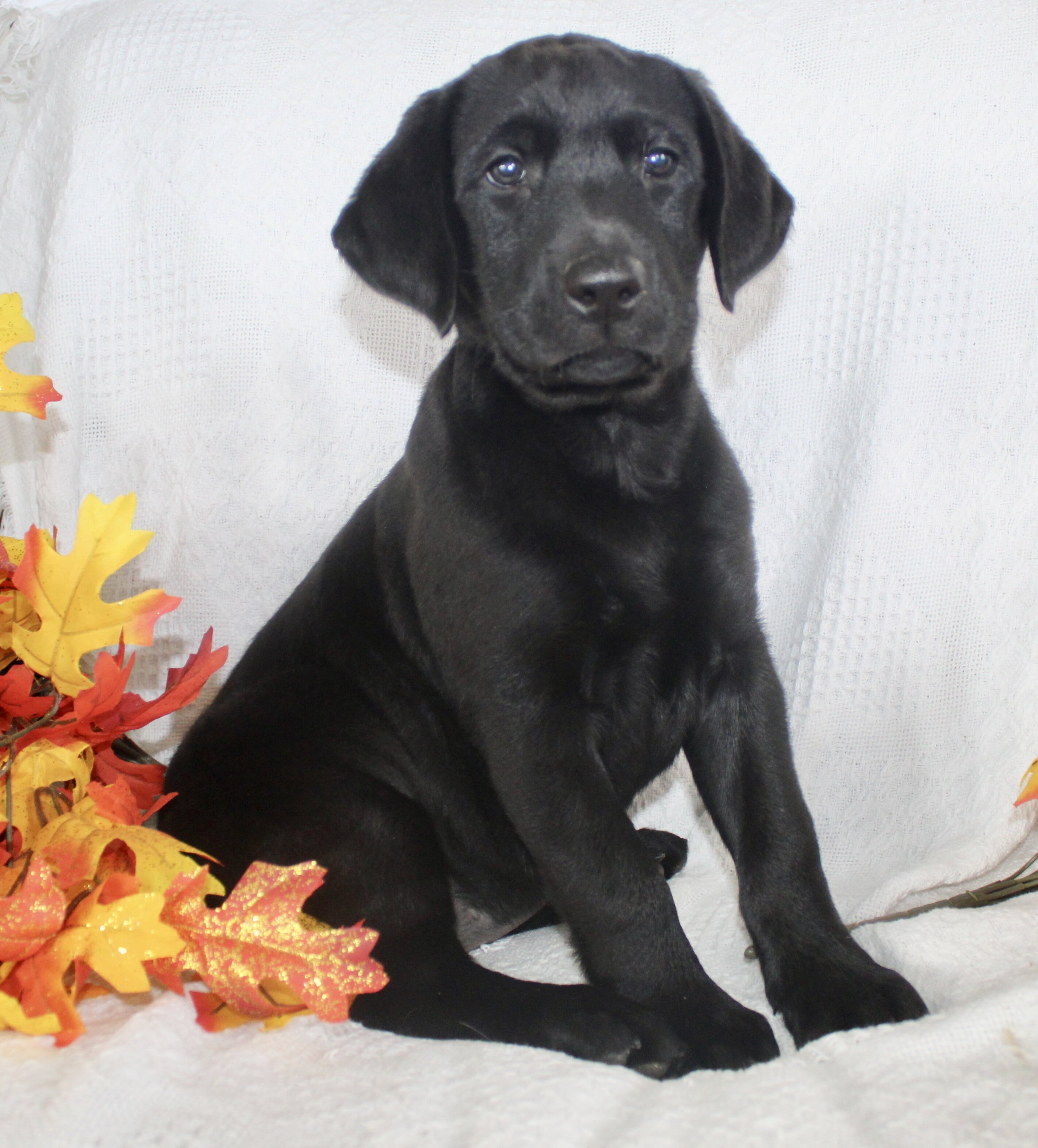 Sonya Female AKC Labrador Retriever image 2