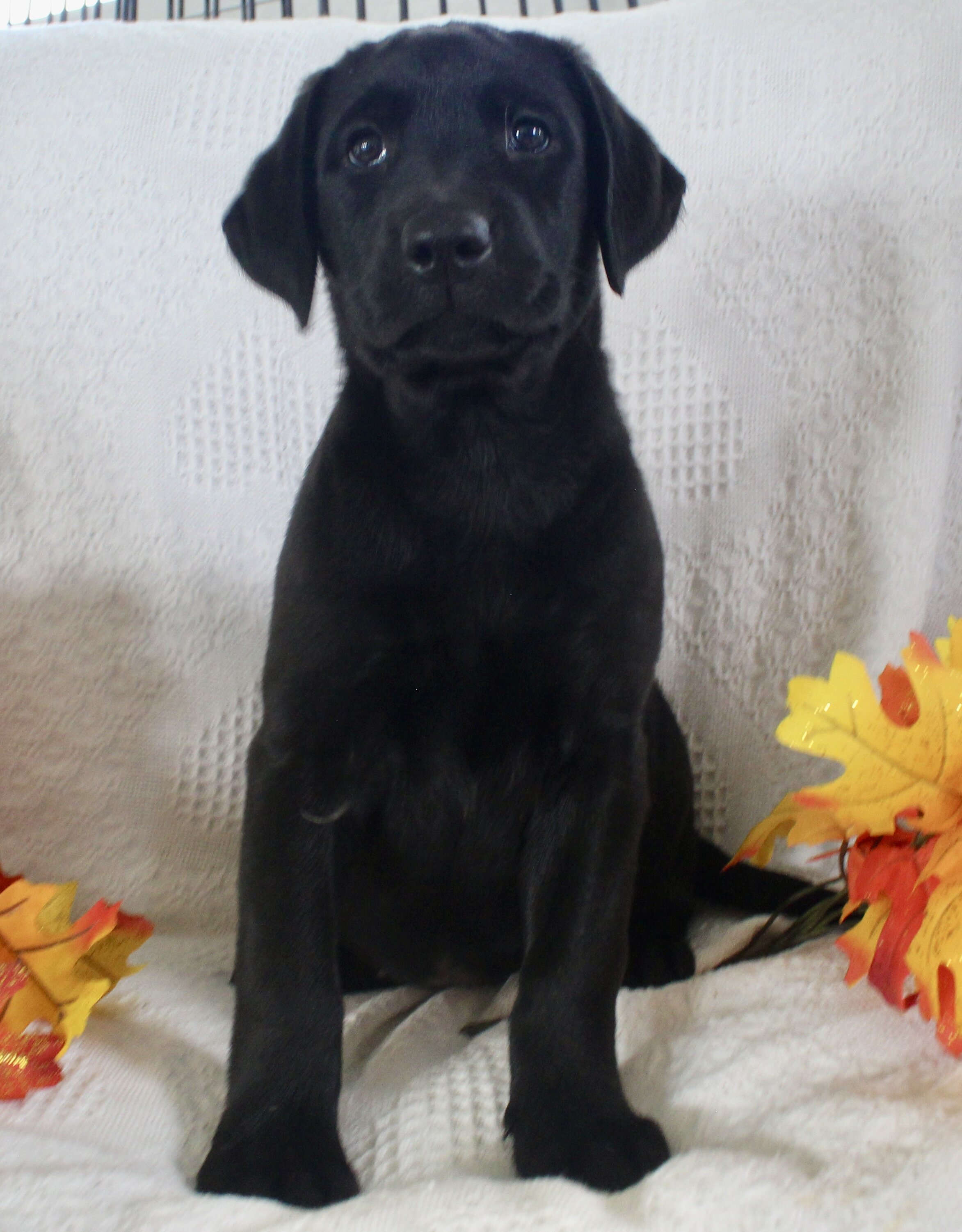 Sonya Female AKC Labrador Retriever image 3