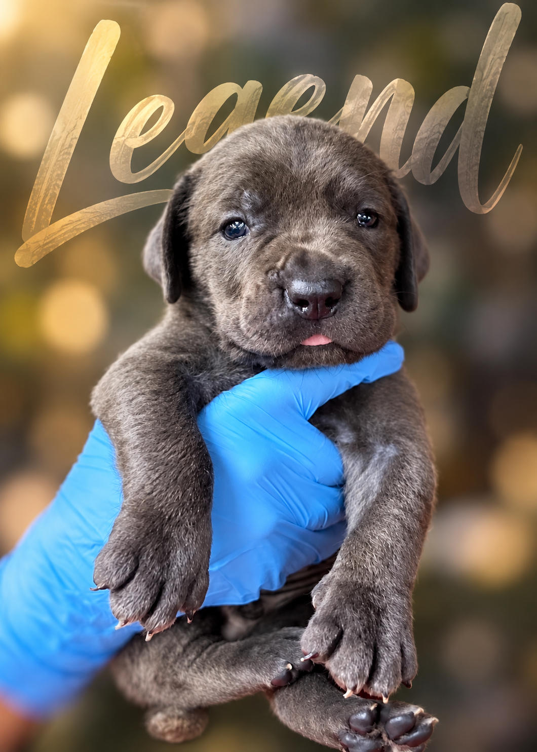 Full Blooded Cane Corso Puppies Champion Bloodline image 7