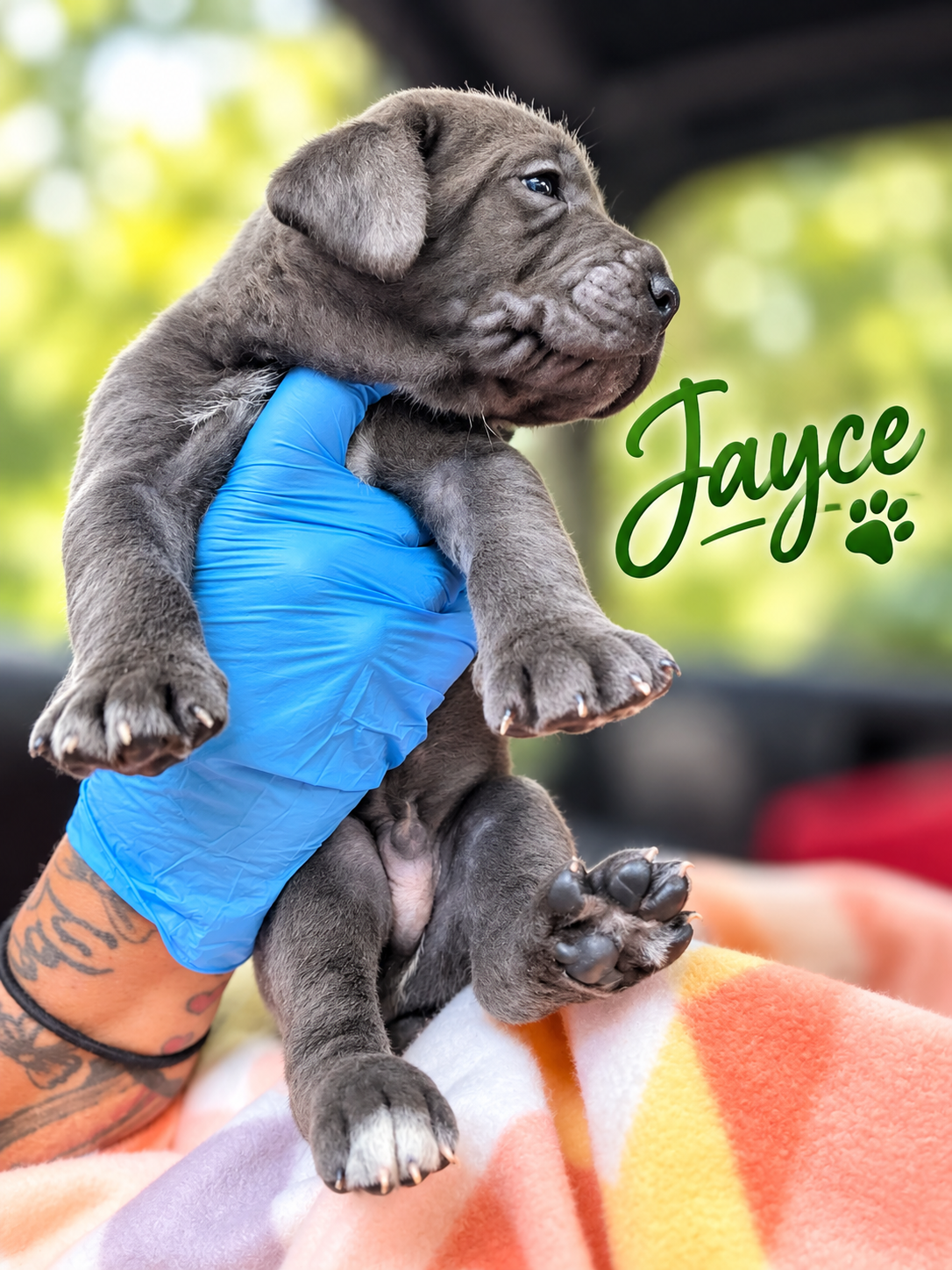 Full Blooded Cane Corso Puppies Champion Bloodline image 10