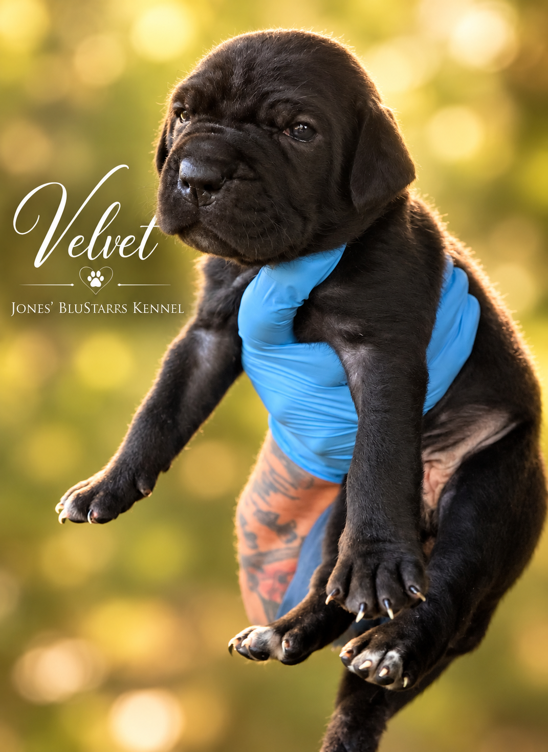 Full Blooded Cane Corso Puppies Champion Bloodline image 2