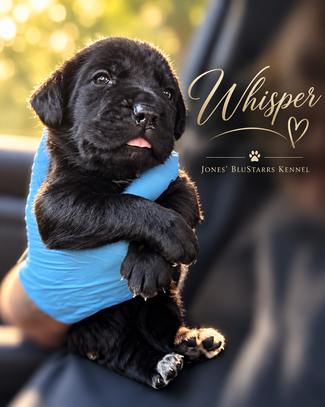 Full Blooded Cane Corso Puppies Champion Bloodline image 3