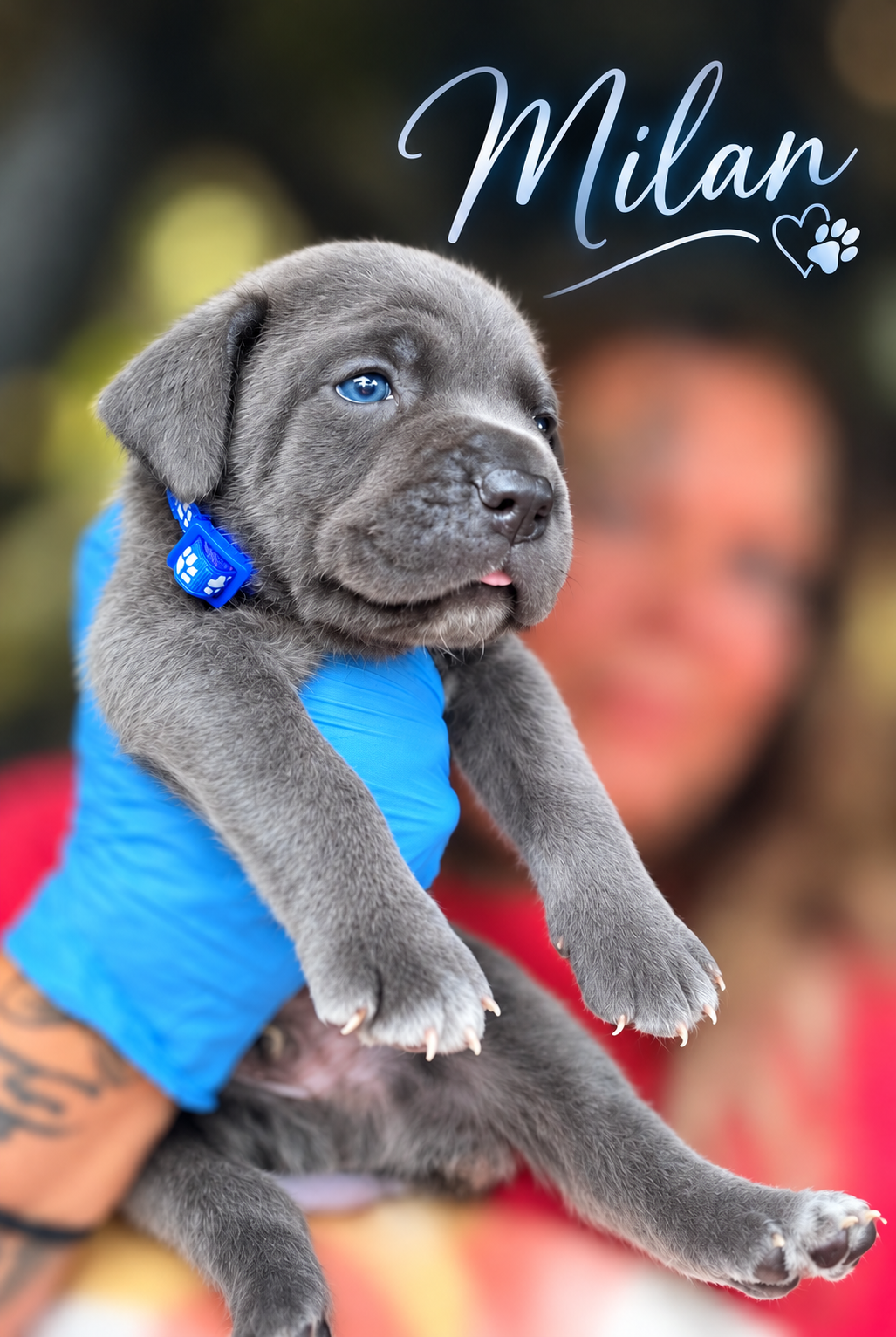 Full Blooded Cane Corso Puppies Champion Bloodline image 9