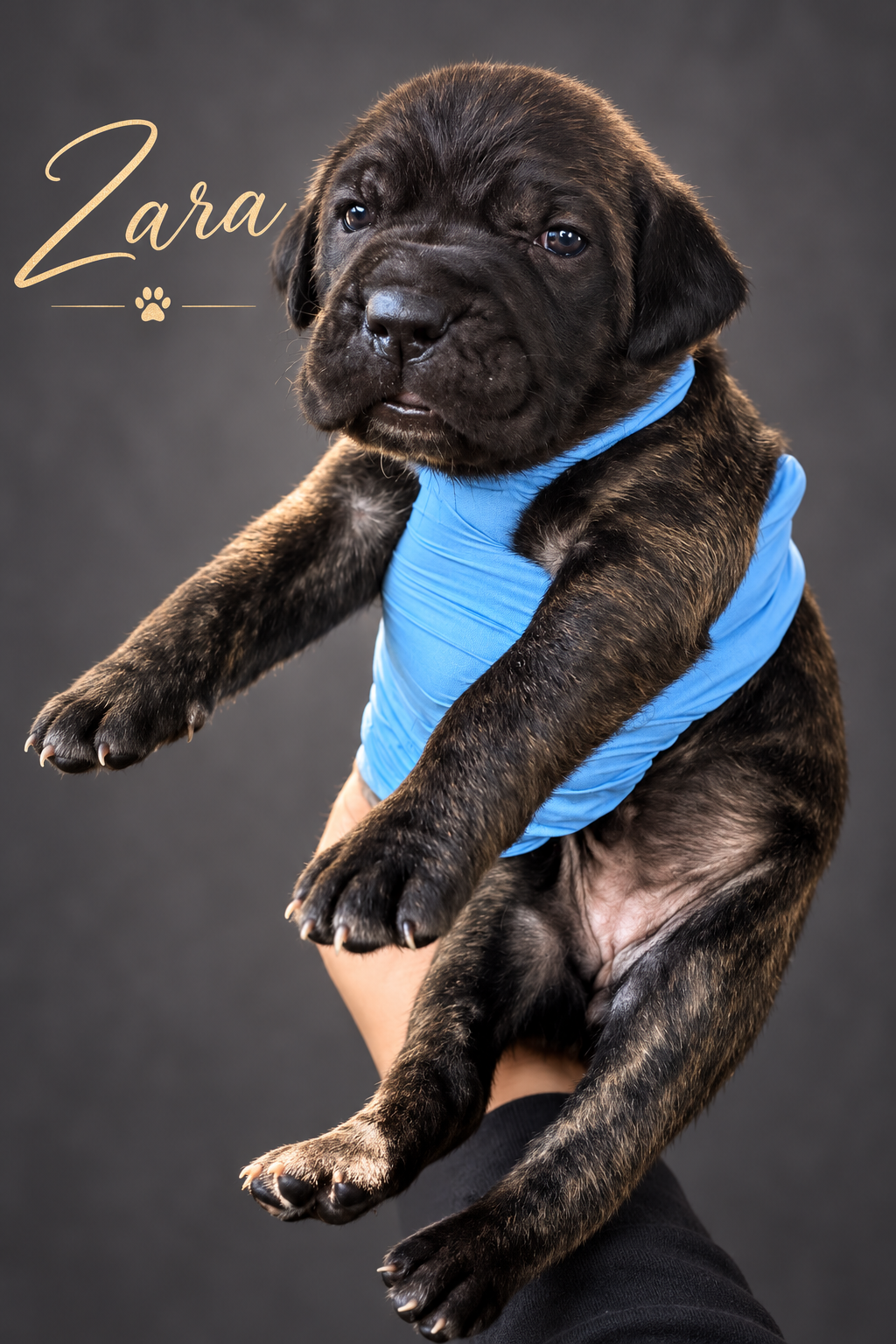 Full Blooded Cane Corso Puppies Champion Bloodline image 1