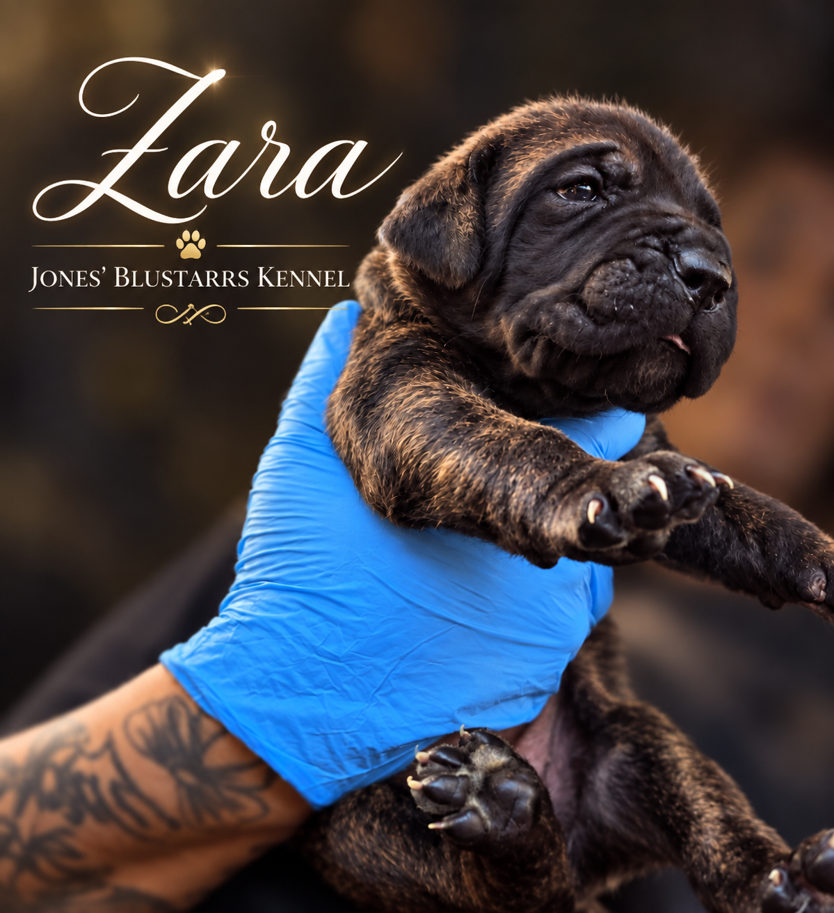 Full Blooded Cane Corso Puppies Champion Bloodline image 5