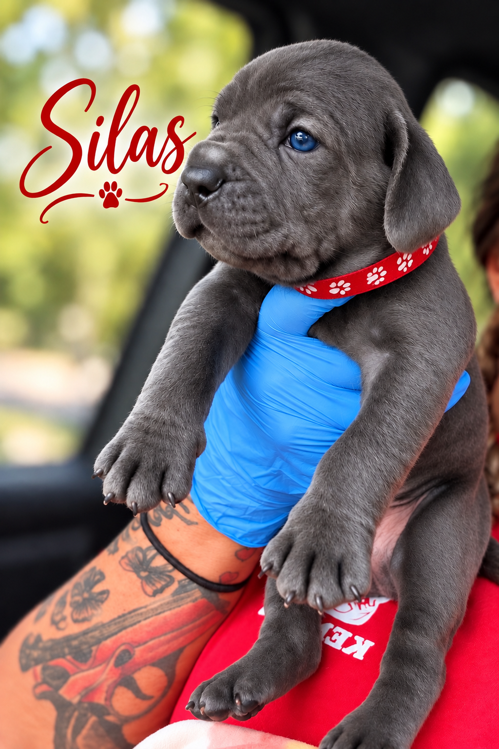 Full Blooded Cane Corso Puppies Champion Bloodline image 6