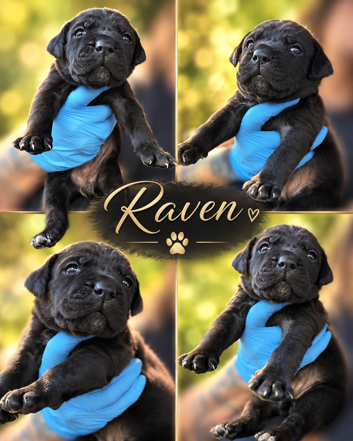 Full Blooded Cane Corso Puppies Champion Bloodline image 4