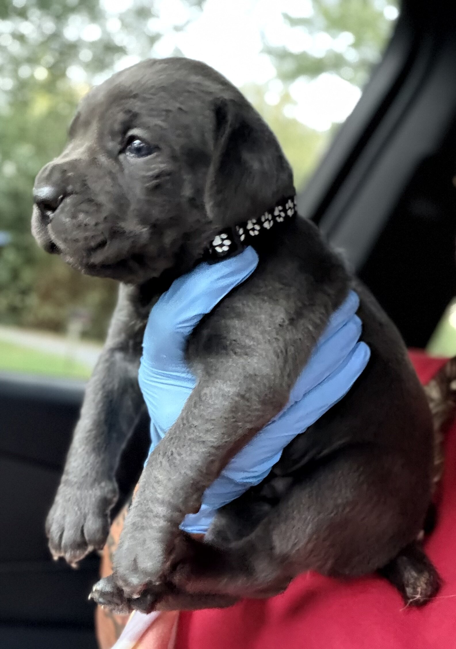 Full Blooded Cane Corso Puppies Champion Bloodline image 8