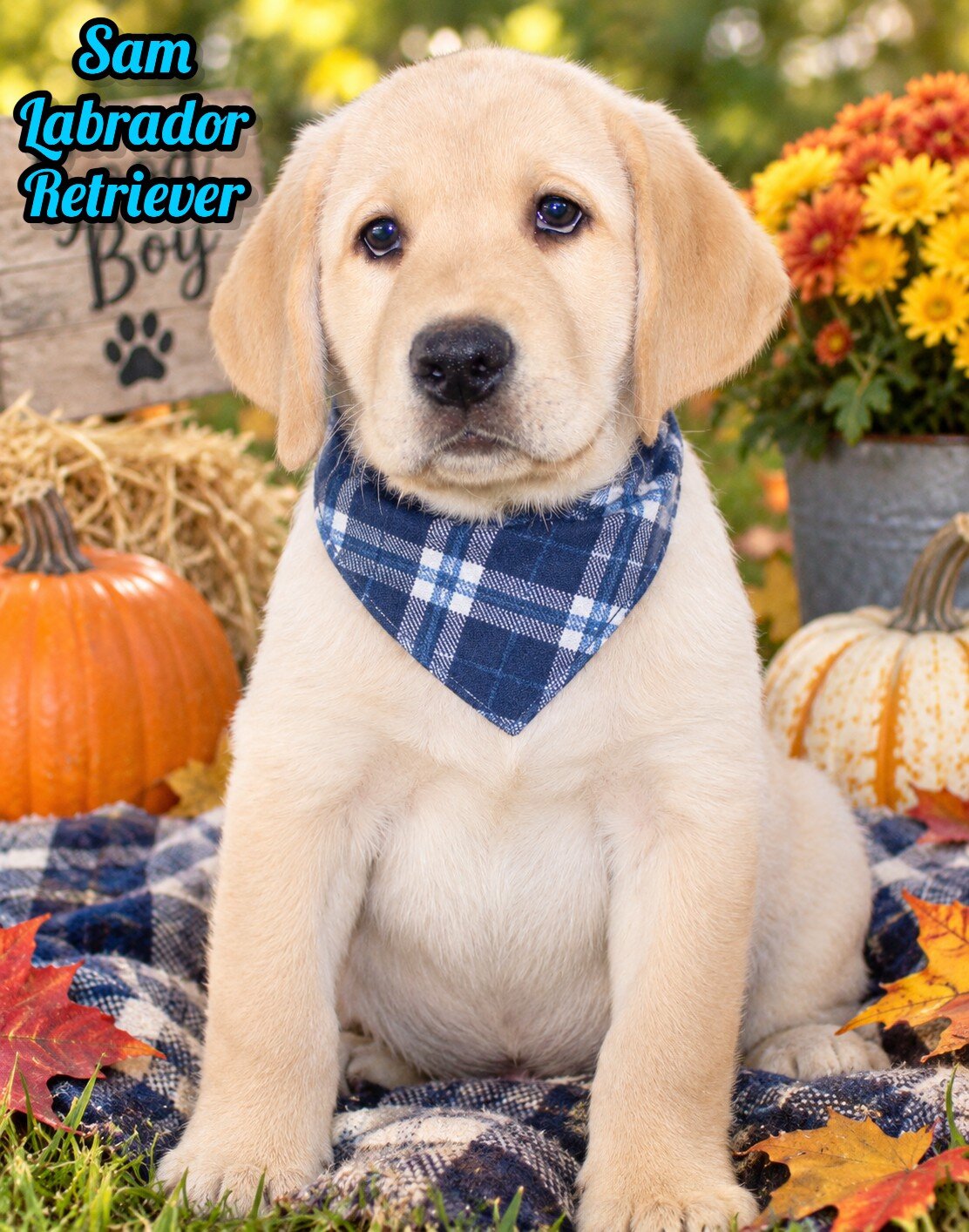 Sam Male AKC Labrador Retriever image 1