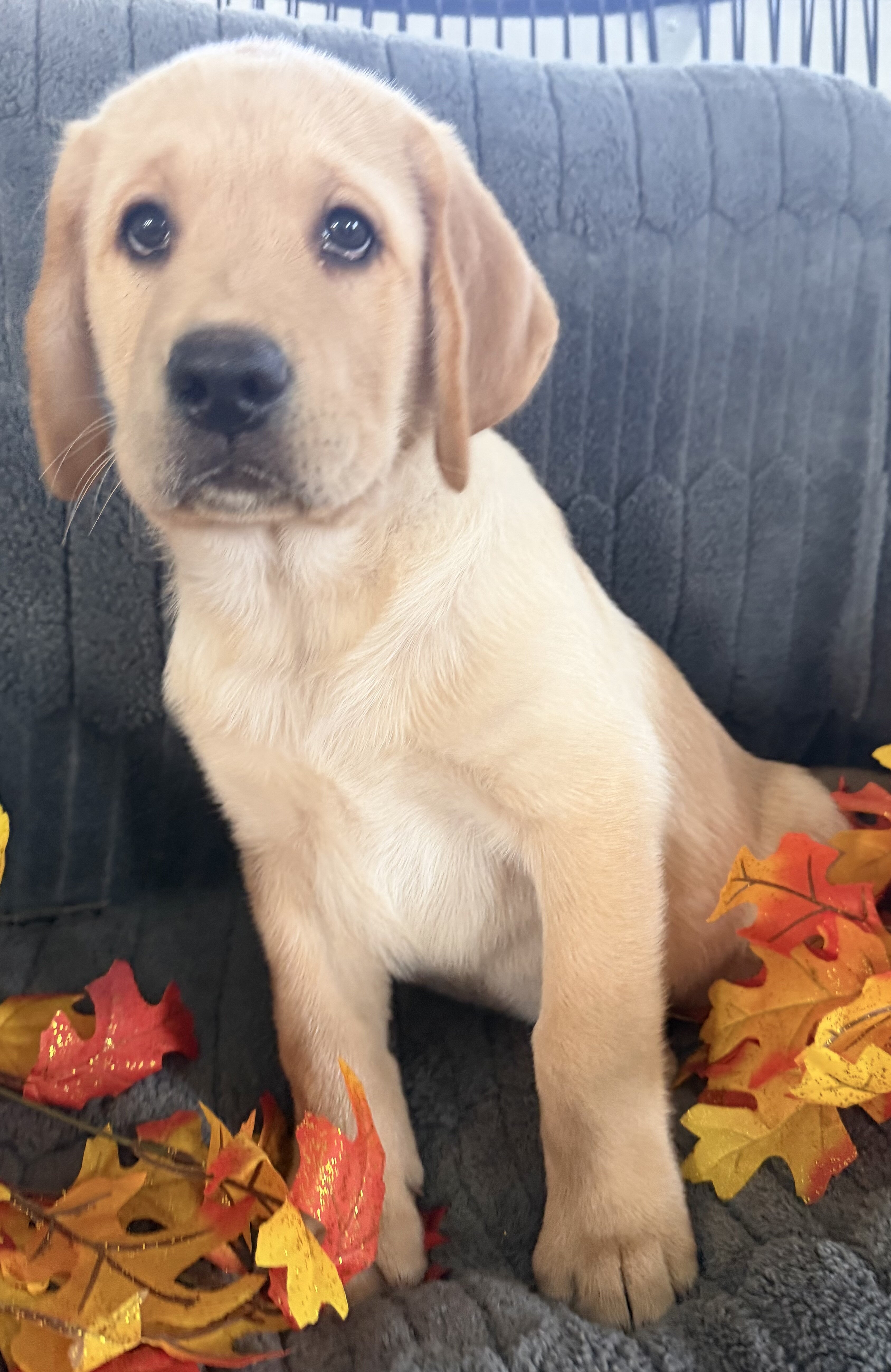 Sam Male AKC Labrador Retriever image 6