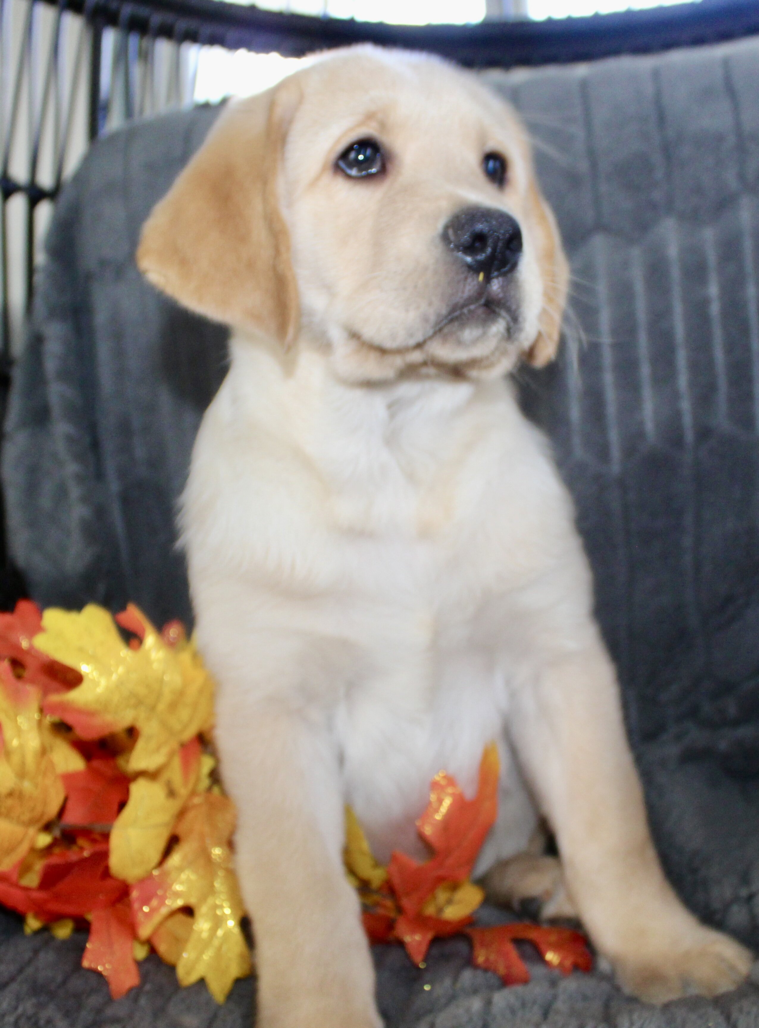 Sam Male AKC Labrador Retriever image 4