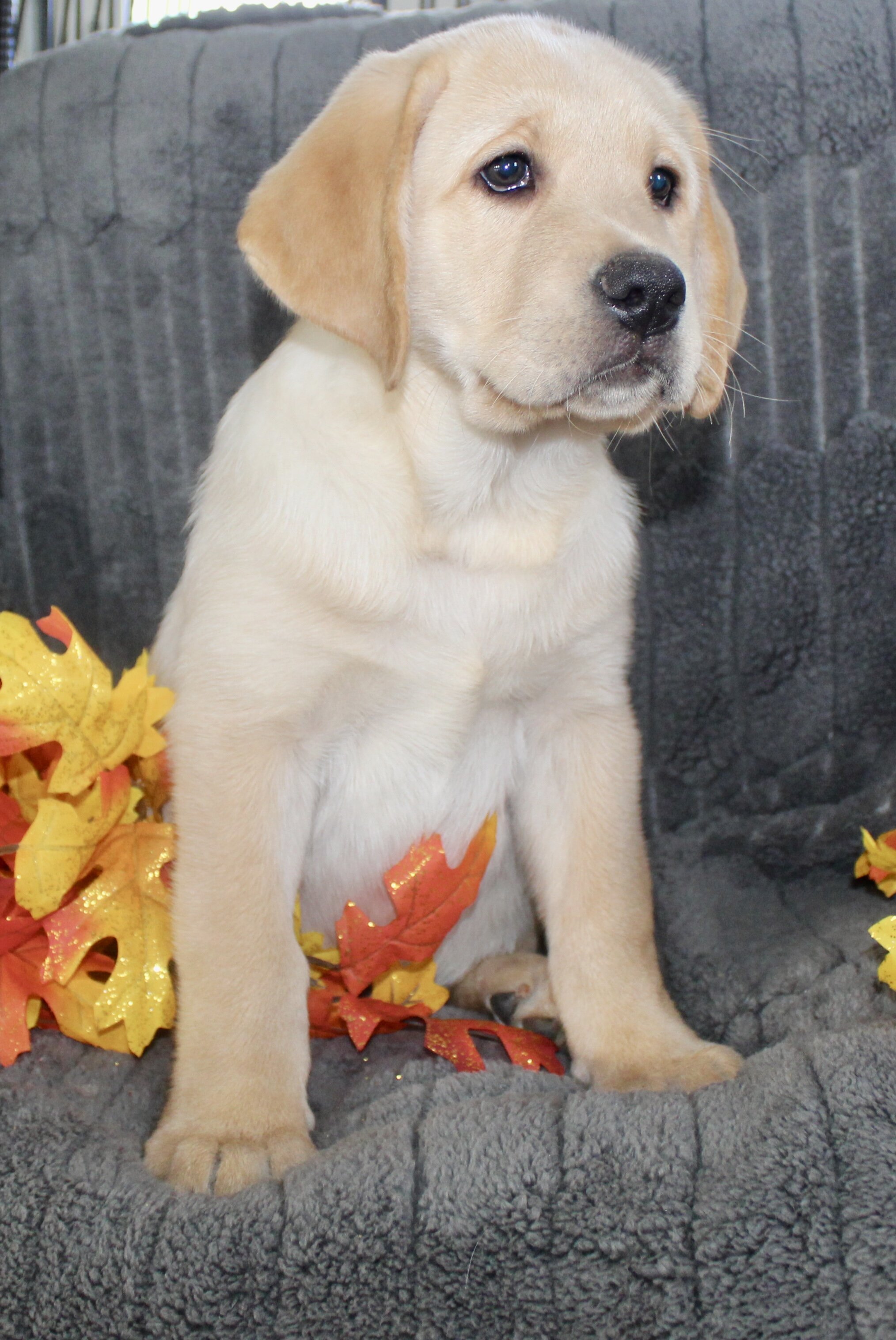 Sam Male AKC Labrador Retriever image 5