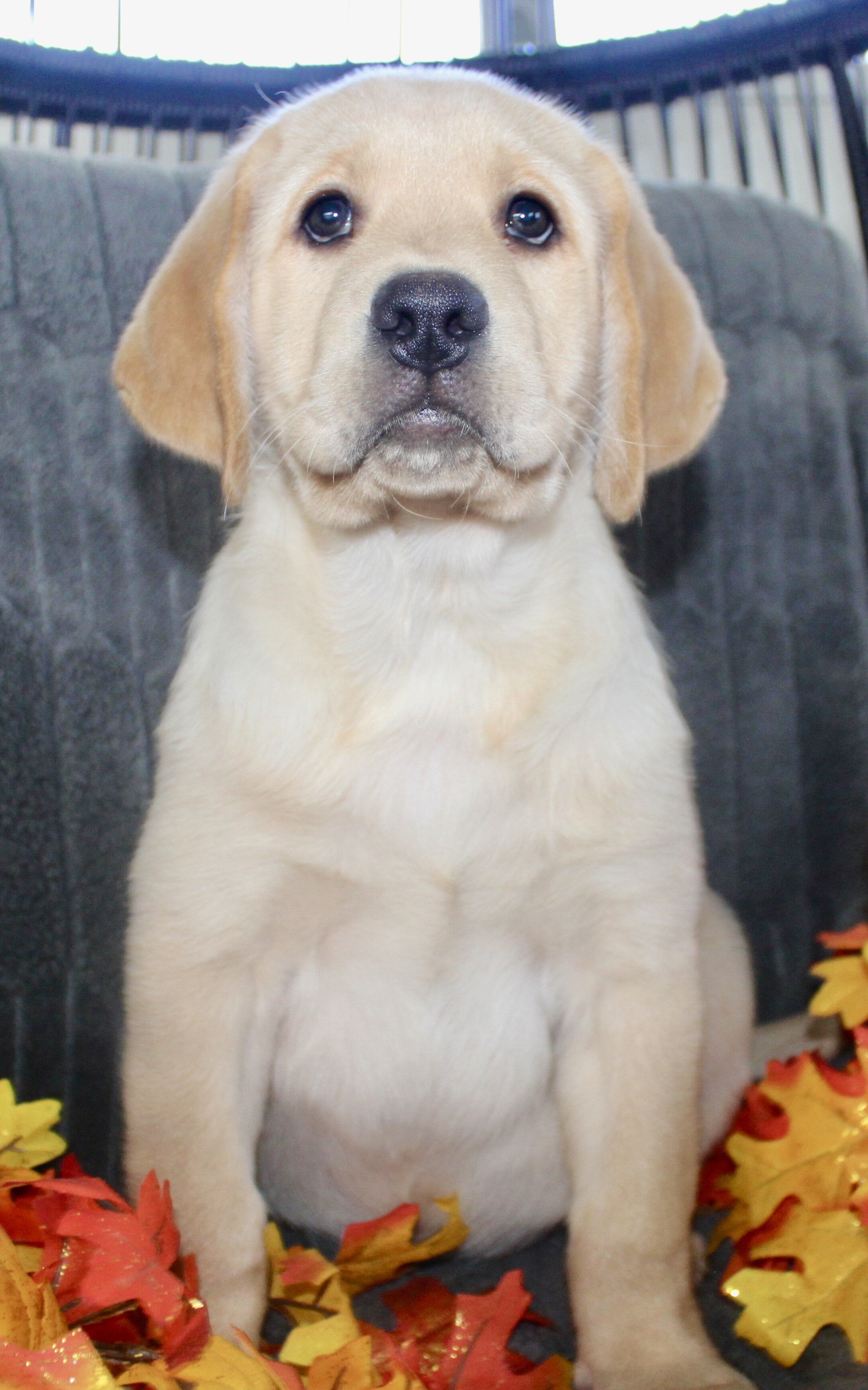 Sam Male AKC Labrador Retriever image 3
