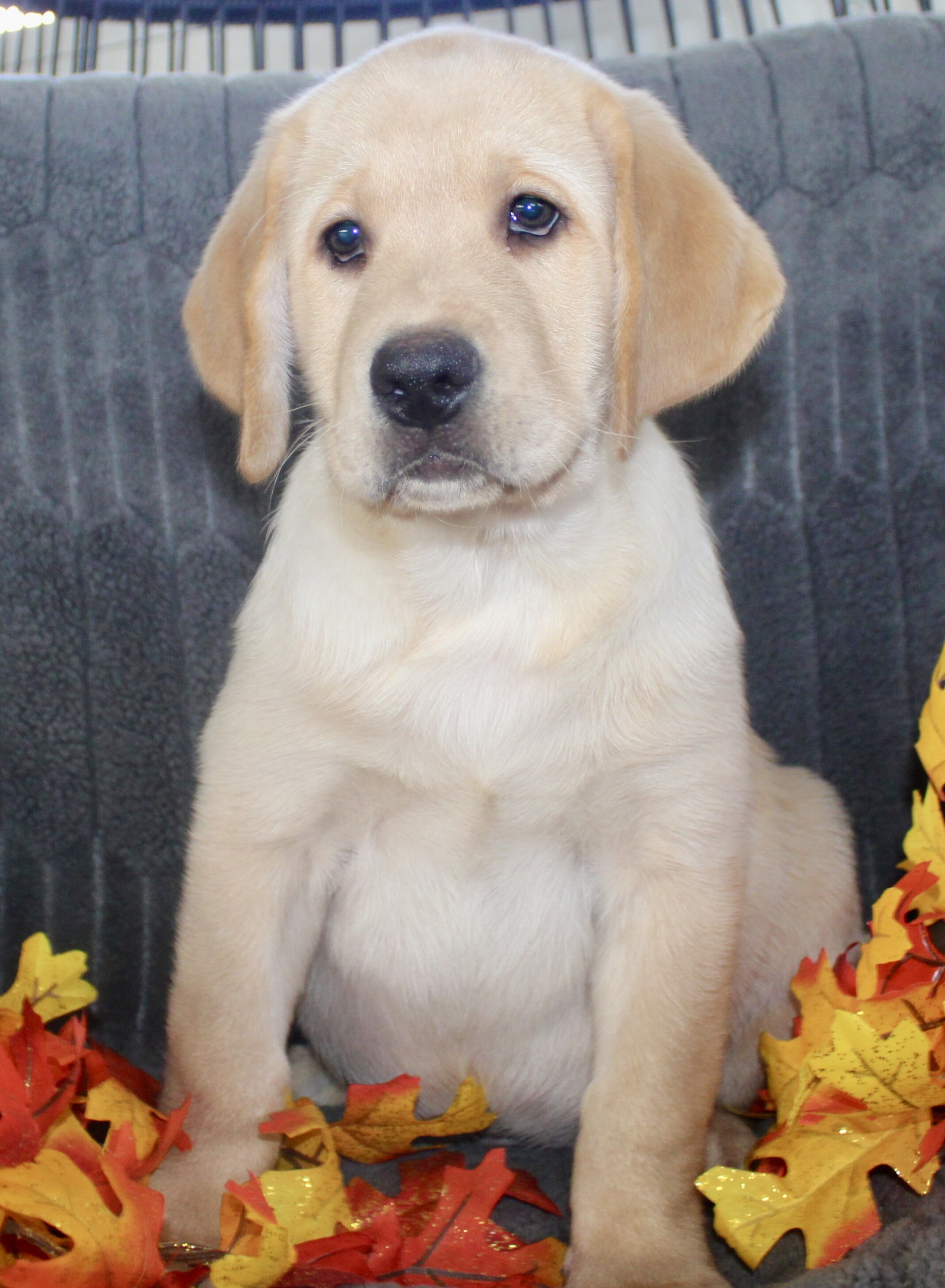 Sam Male AKC Labrador Retriever image 2