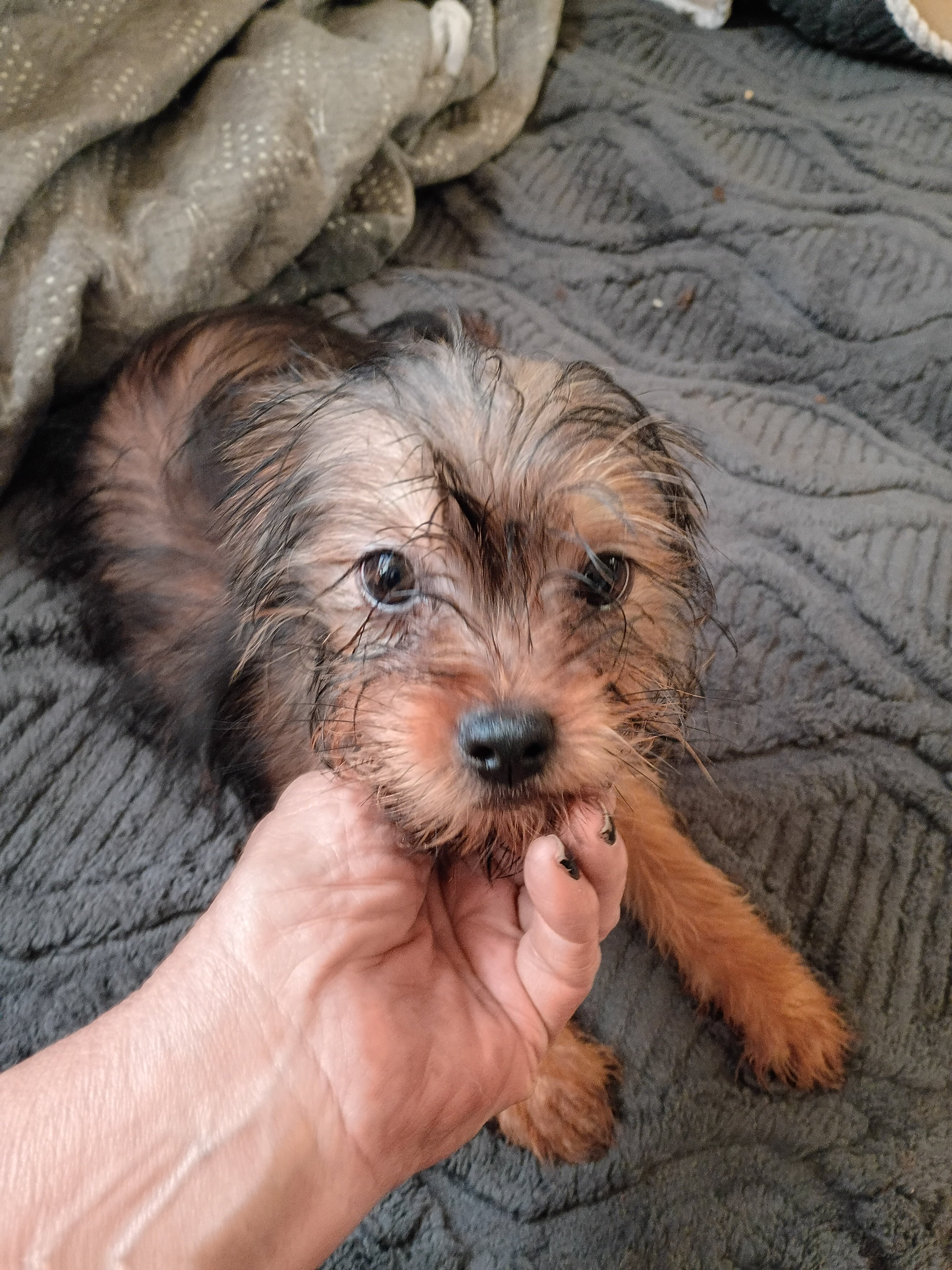 Yorkie mix image 3