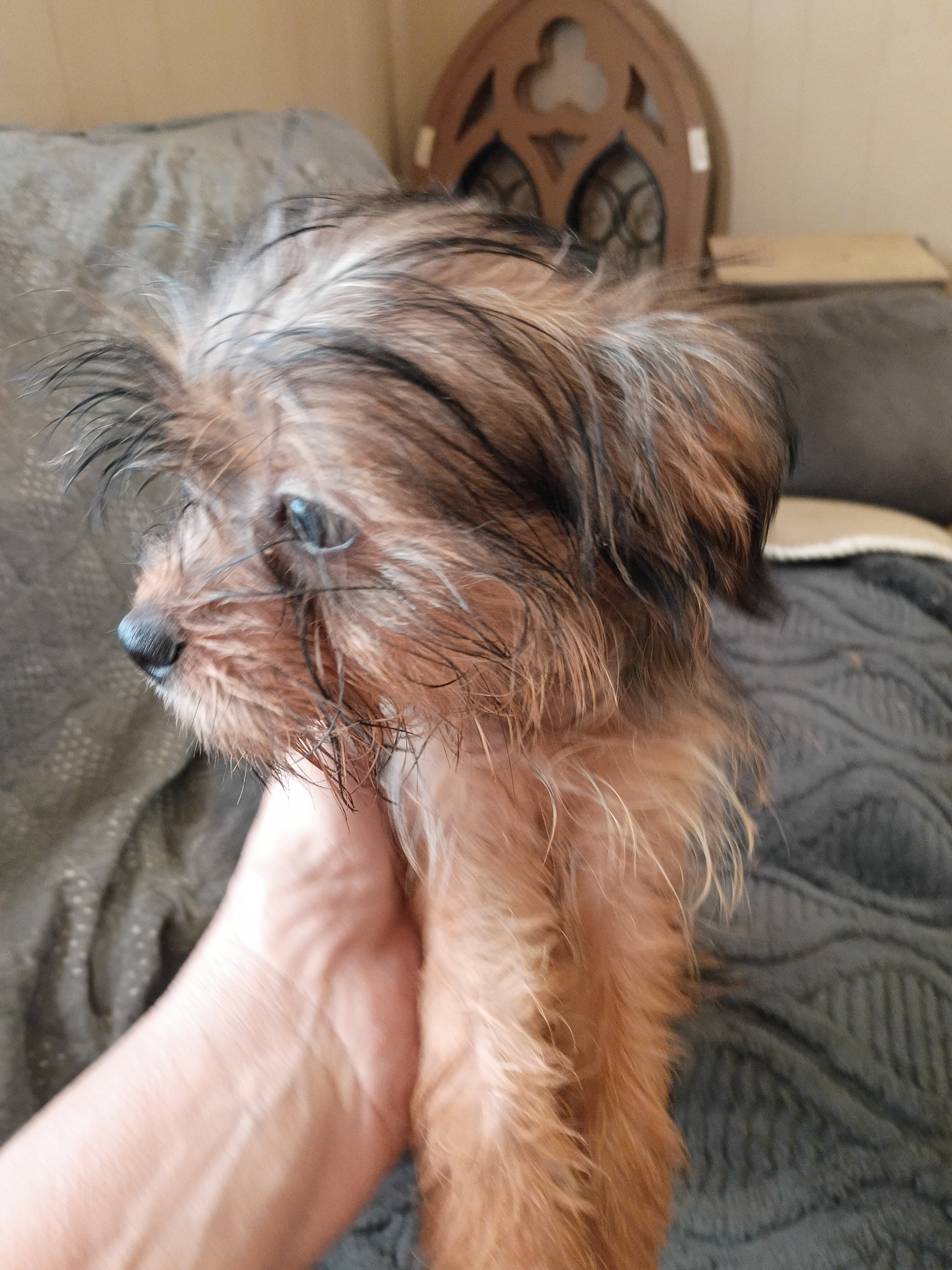Yorkie mix image 4