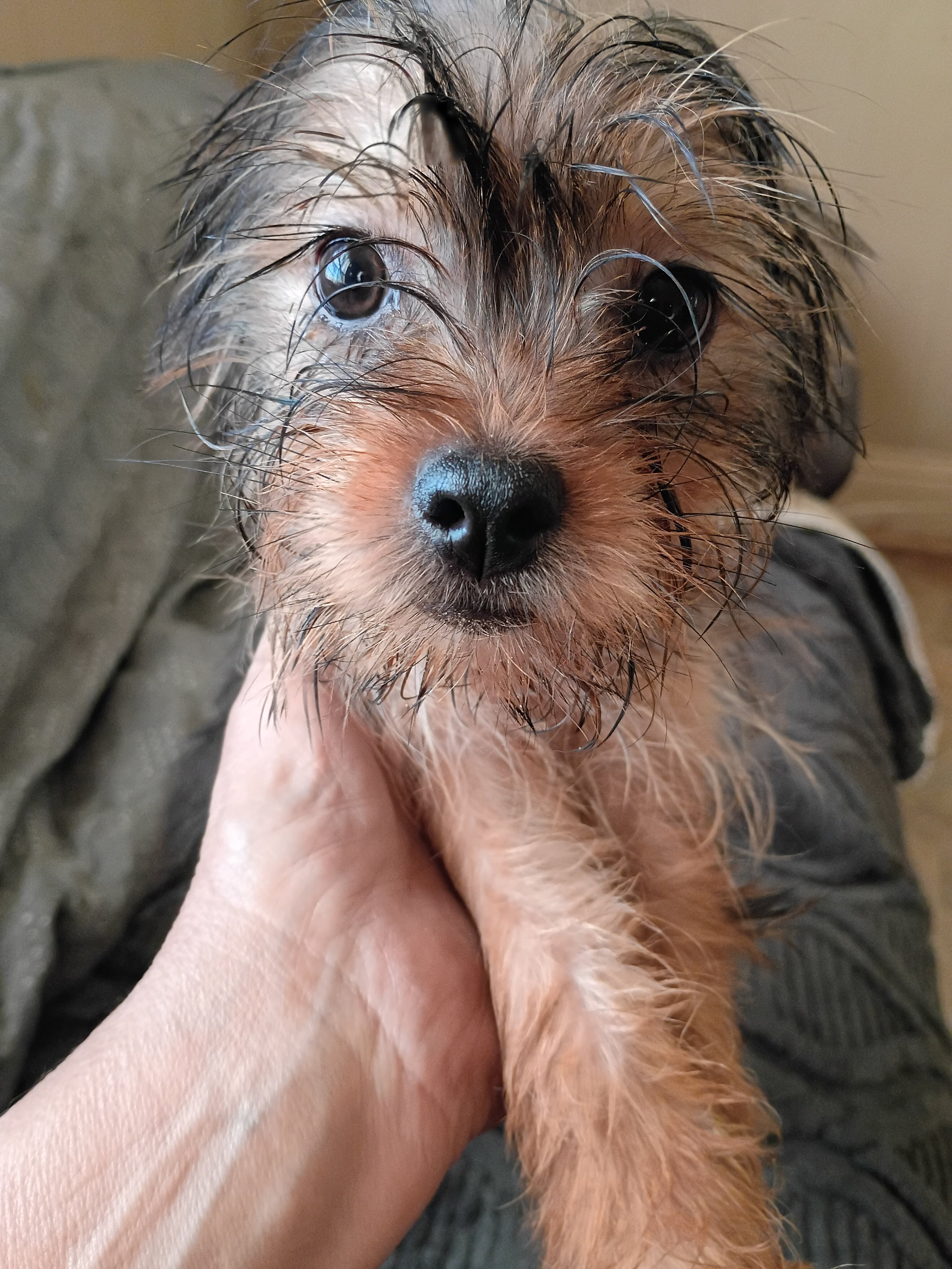 Yorkie mix image 2