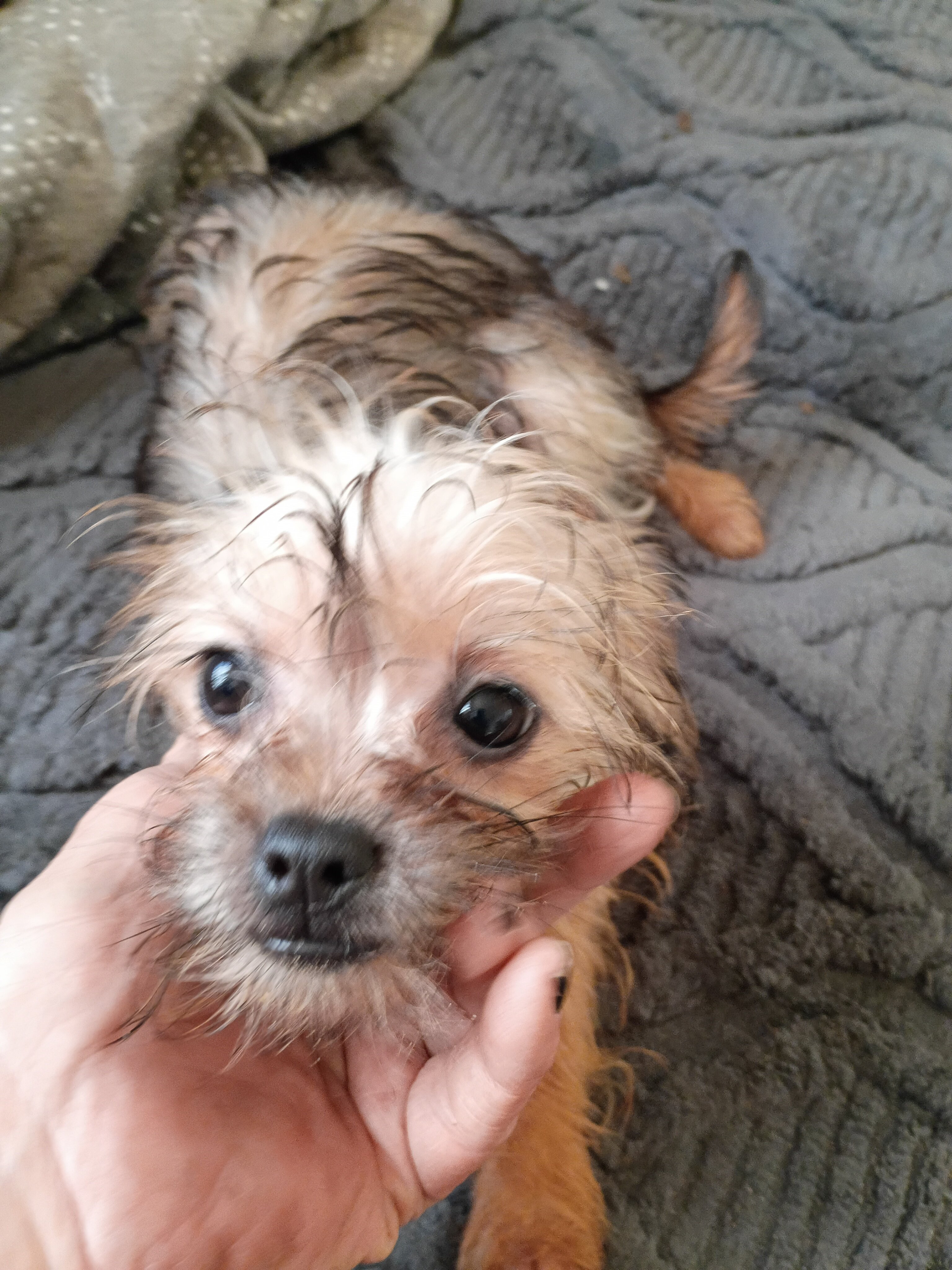 Yorkie mix image 1
