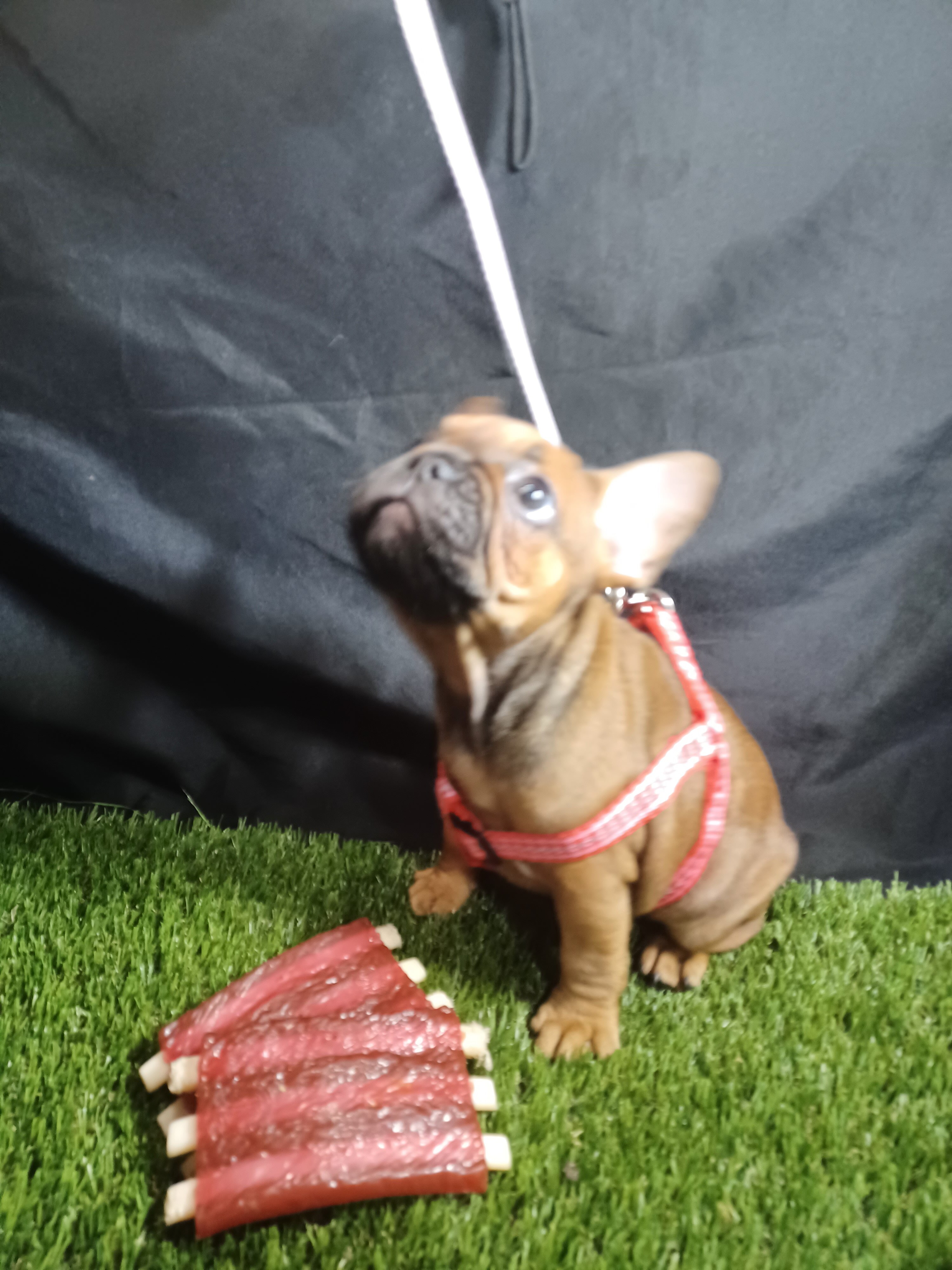 French Bulldogs image 3