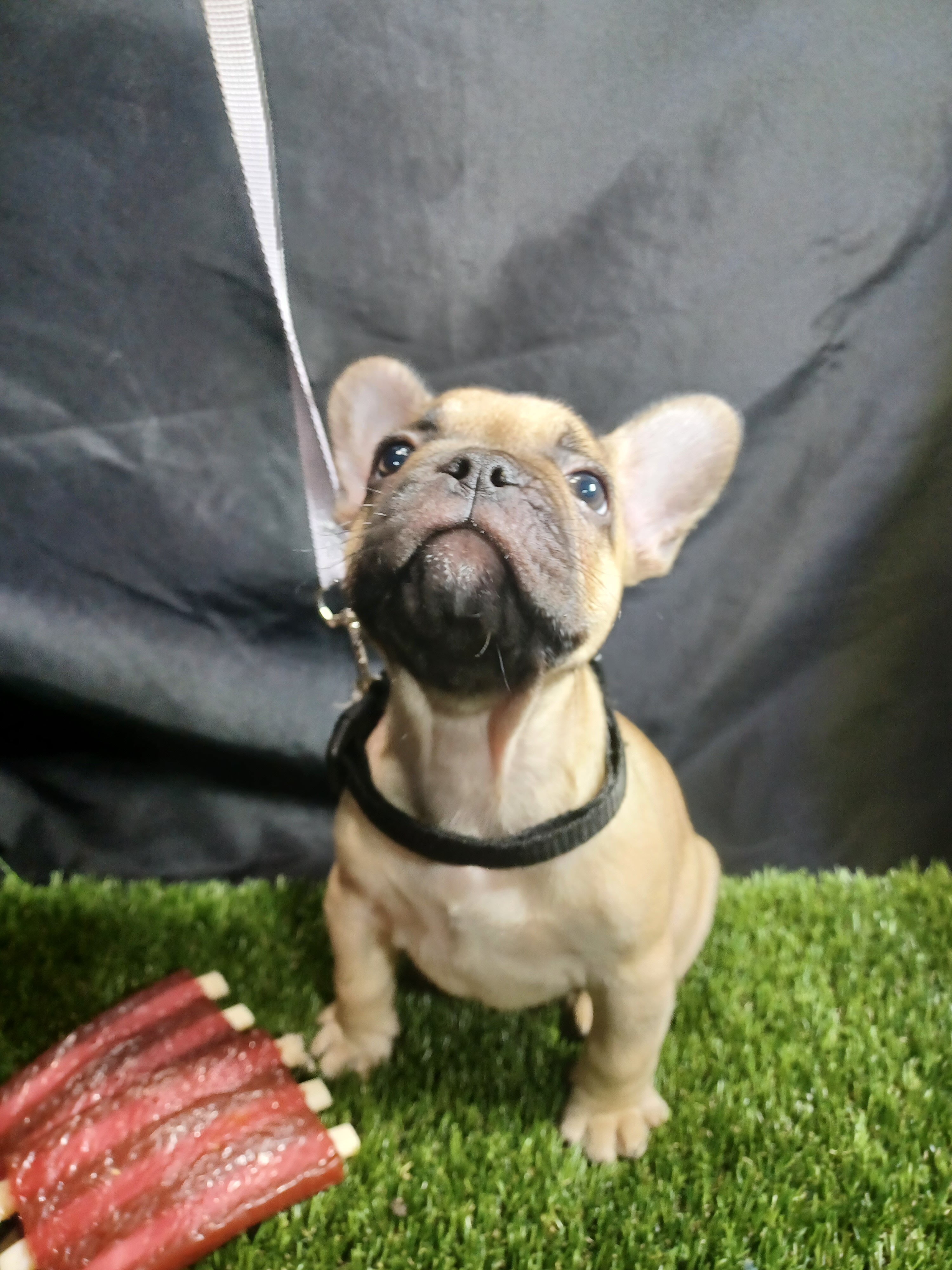 French Bulldogs image 2