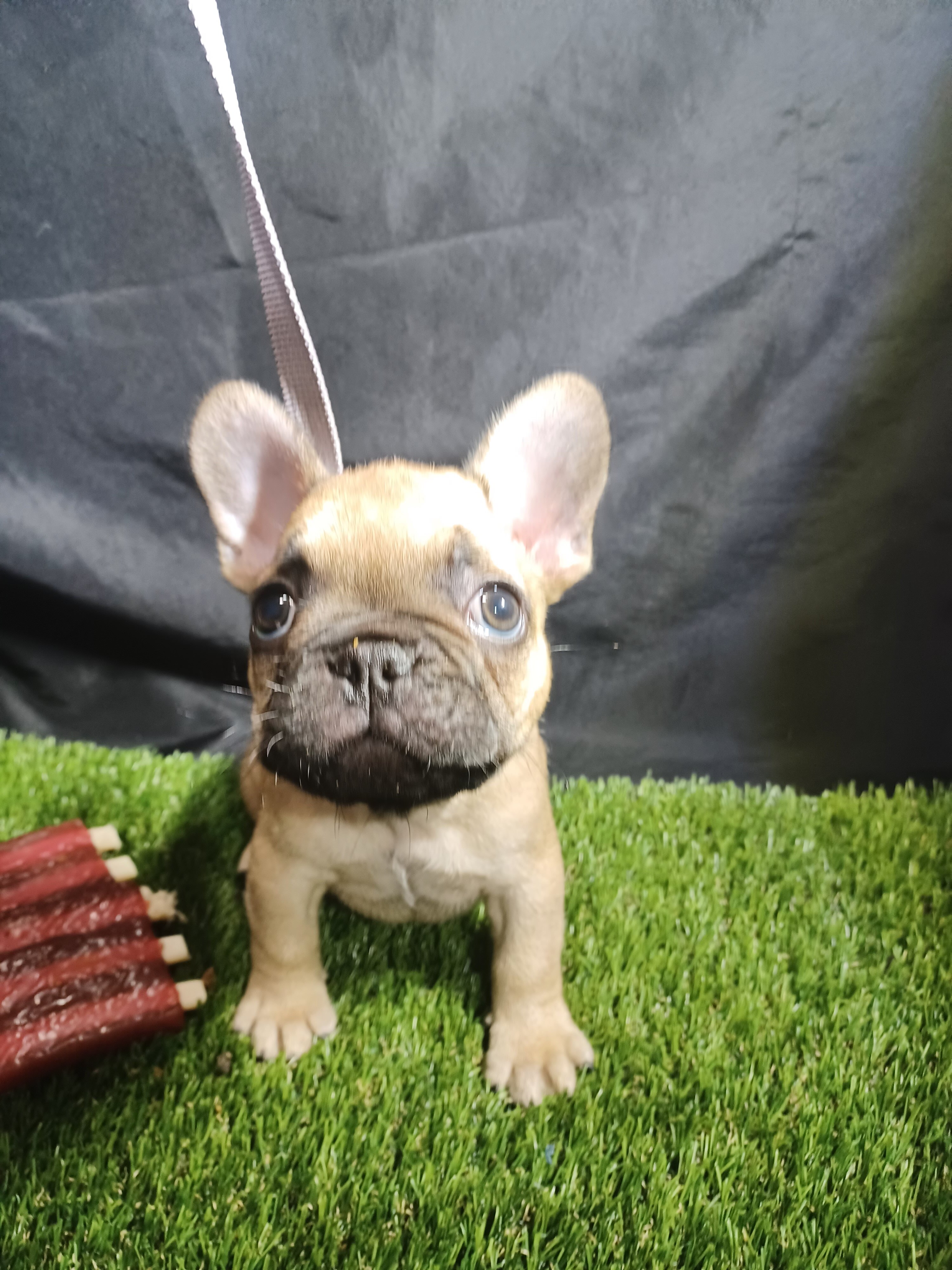 French Bulldogs image 1