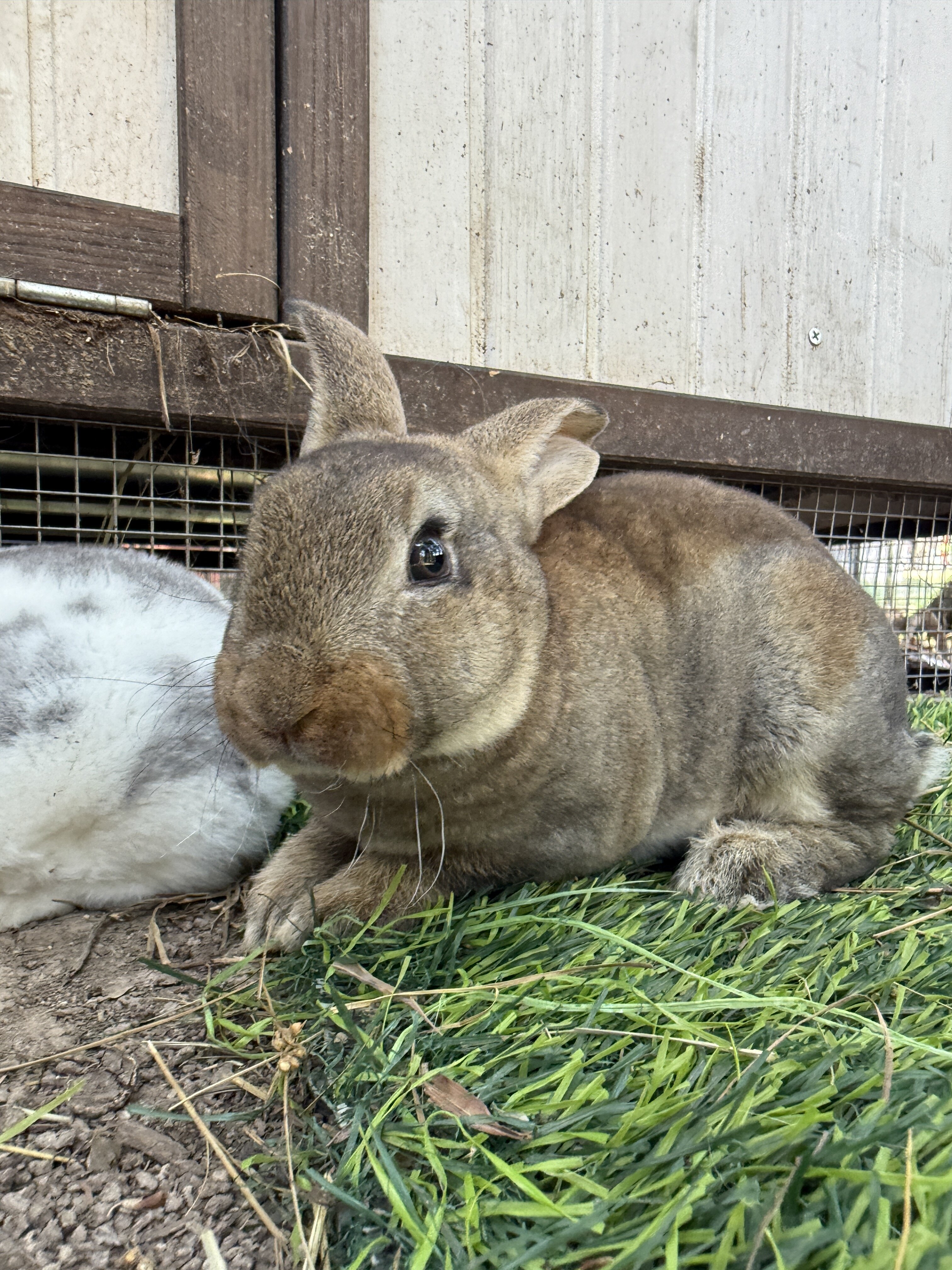 Baby Rabbits (8 Weeks) image 4