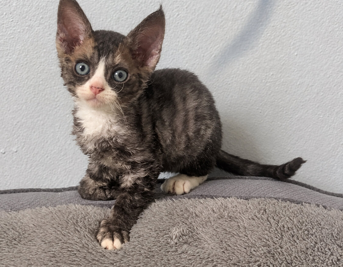 Female Devon Rex image 3