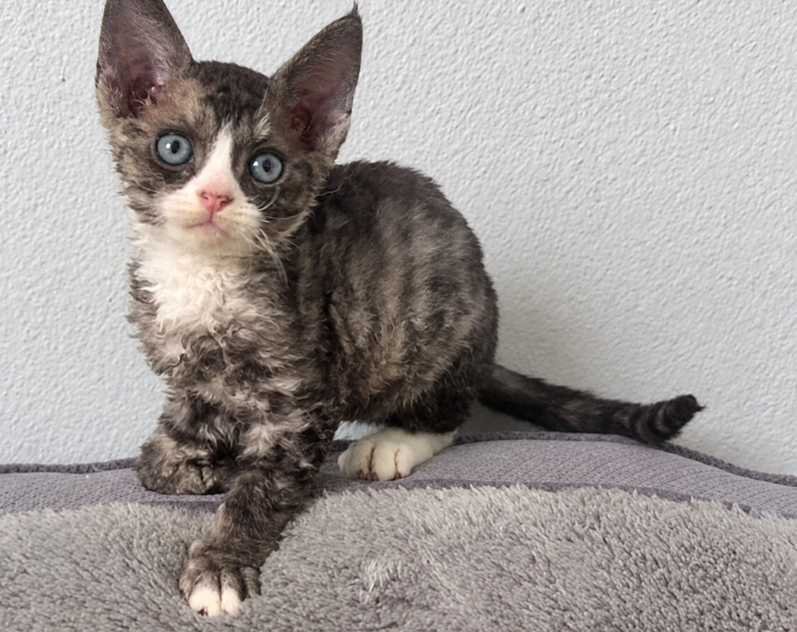 Female Devon Rex image 1