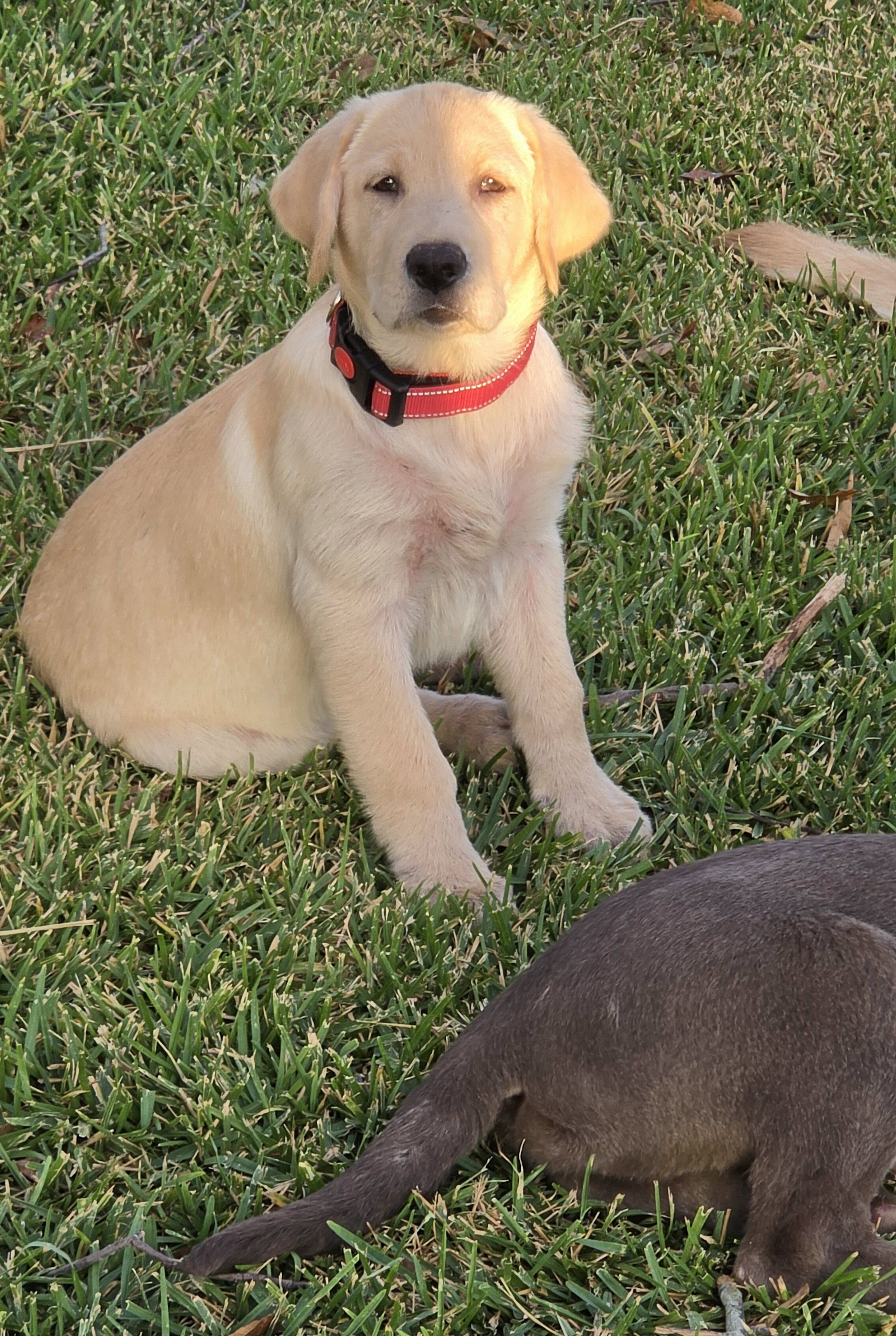 AKC Labrador Retriever Puppies image 7